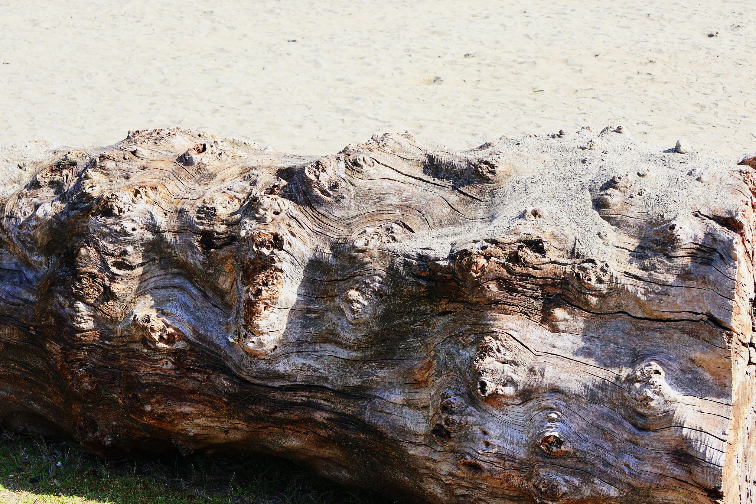 Close-up of a large, textured driftwood log with swirling grain patterns, resting on grass with sandy background.