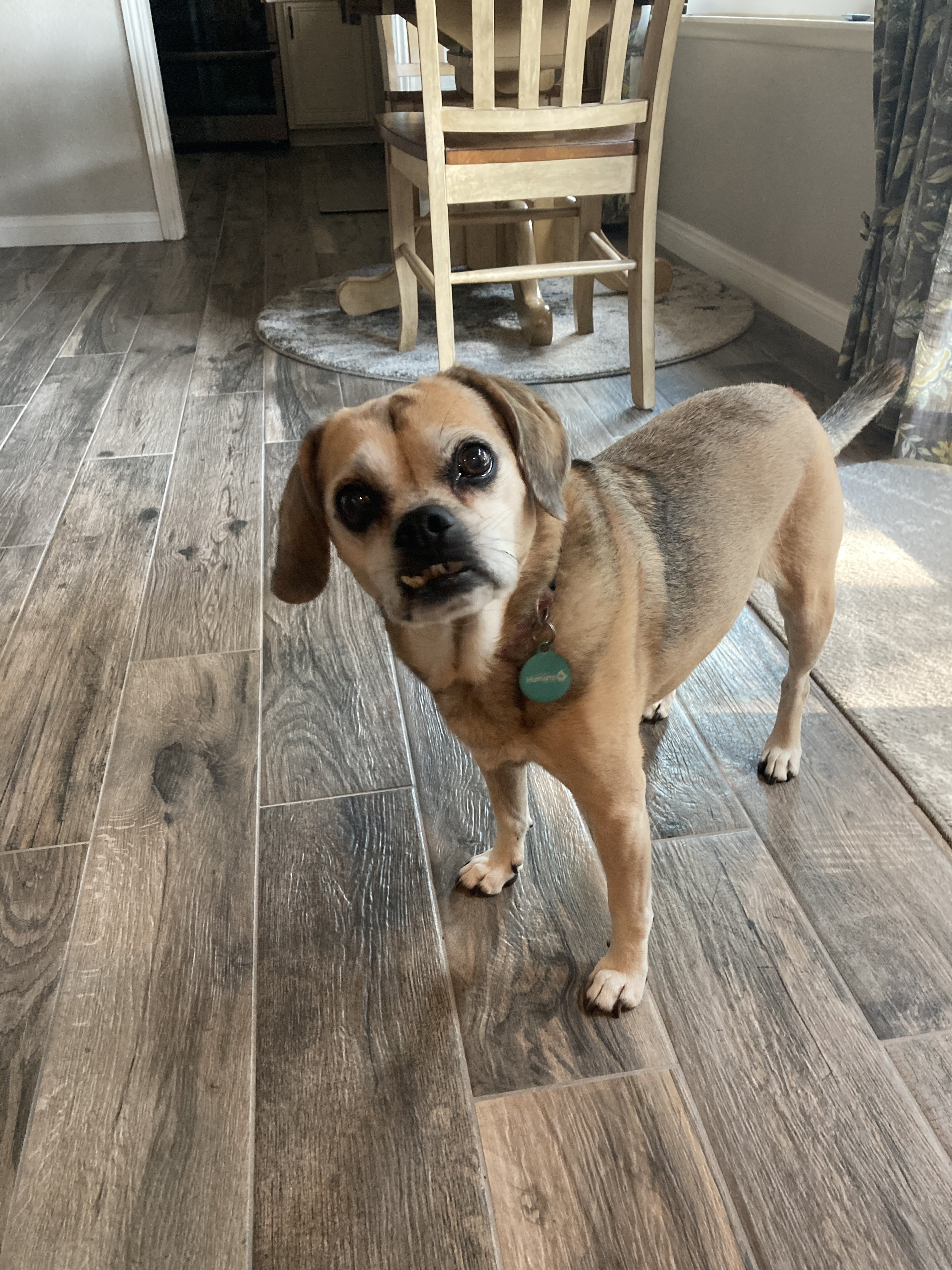 A small tan dog with floppy ears and a blue collar standing on a wooden floor, looking up at the camera, with a dining table and chairs in the background.
