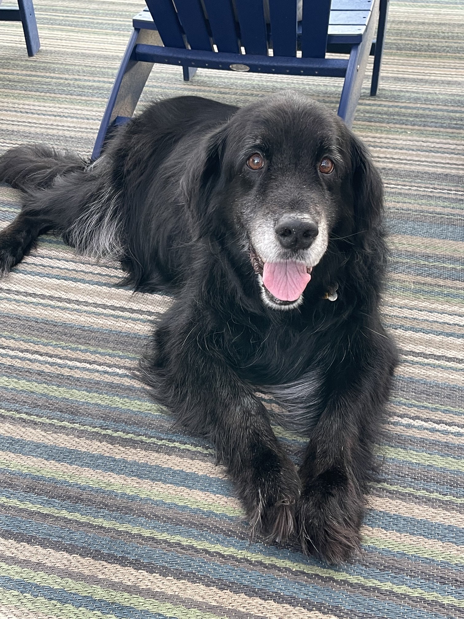 A black dog with some gray fur around the muzzle lying on a multicolored striped outdoor rug, with a blue outdoor chair in the background.