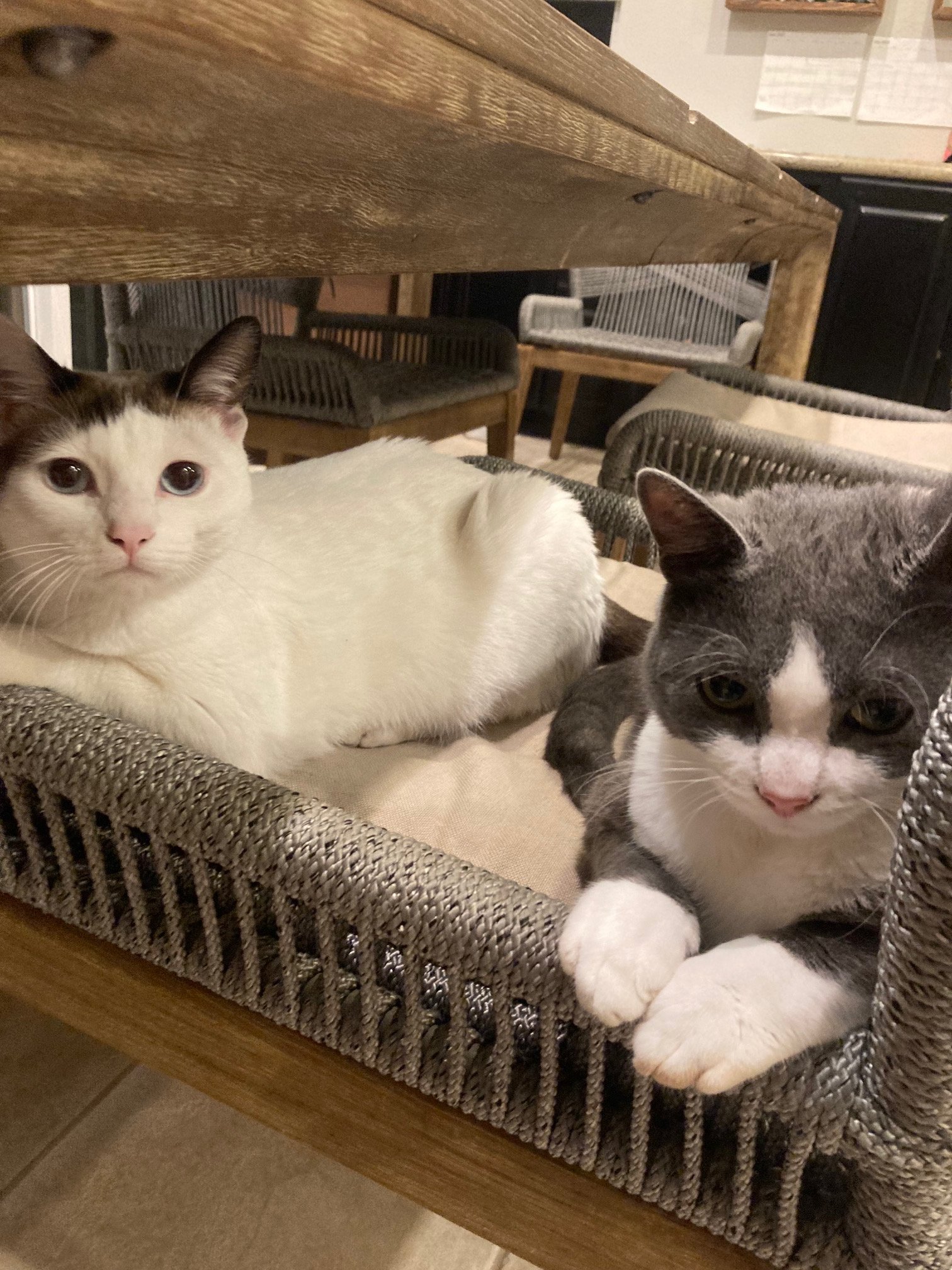 Two cats lying in a woven basket on a wooden table, one with white fur and black markings looking at the camera, the other gray with white paws resting inside the basket.