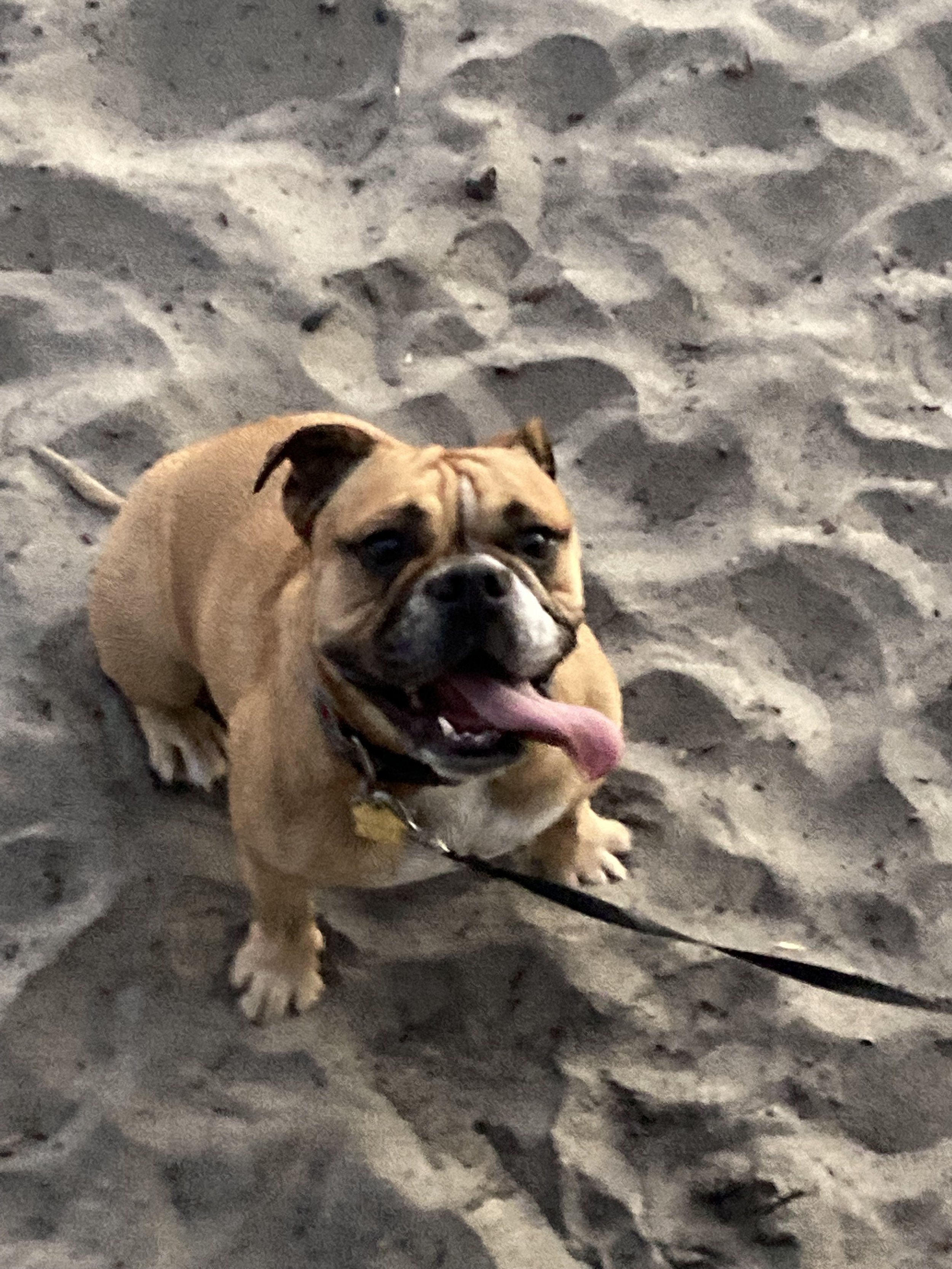 A brown and white bulldog sitting on sandy ground with tire tracks, looking up with its tongue hanging out.