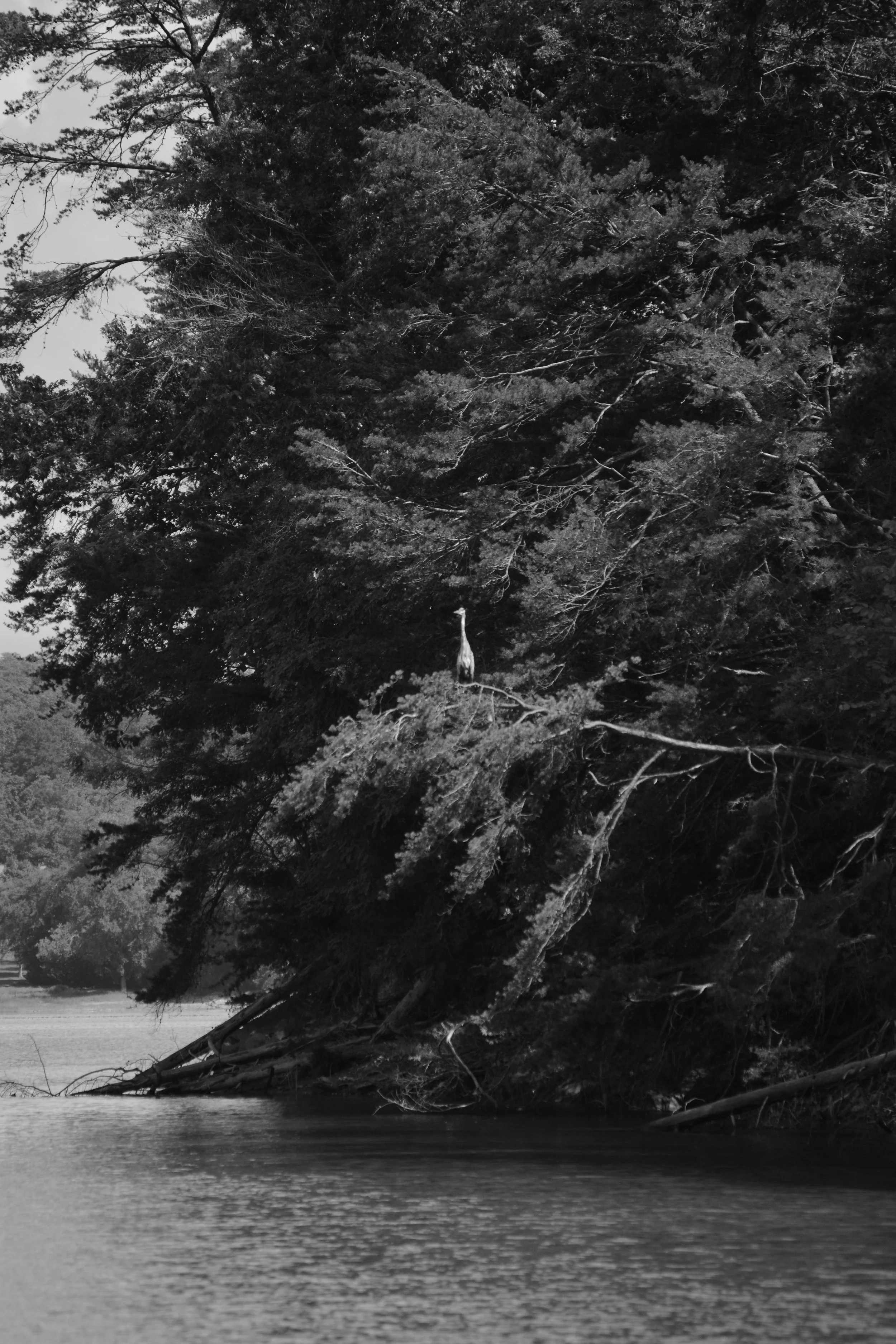 A large tree leaning over a body of water, with branches extending out and some debris at the water's edge, and a gorilla standing in the tree canopy.