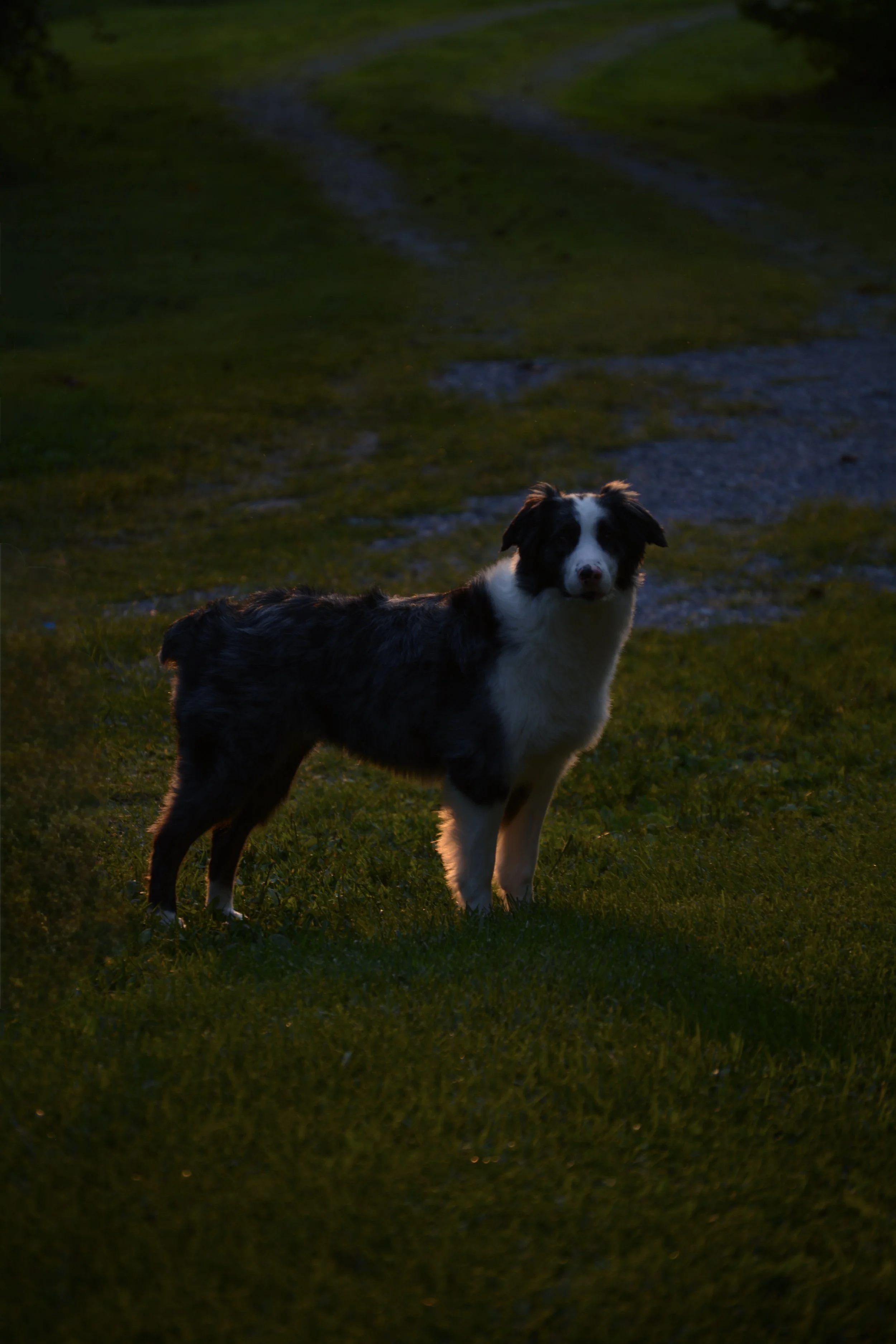 A black and white dog, possibly a Border Collie, standing on a grassy area near a muddy path with pools of water, during dusk or evening.