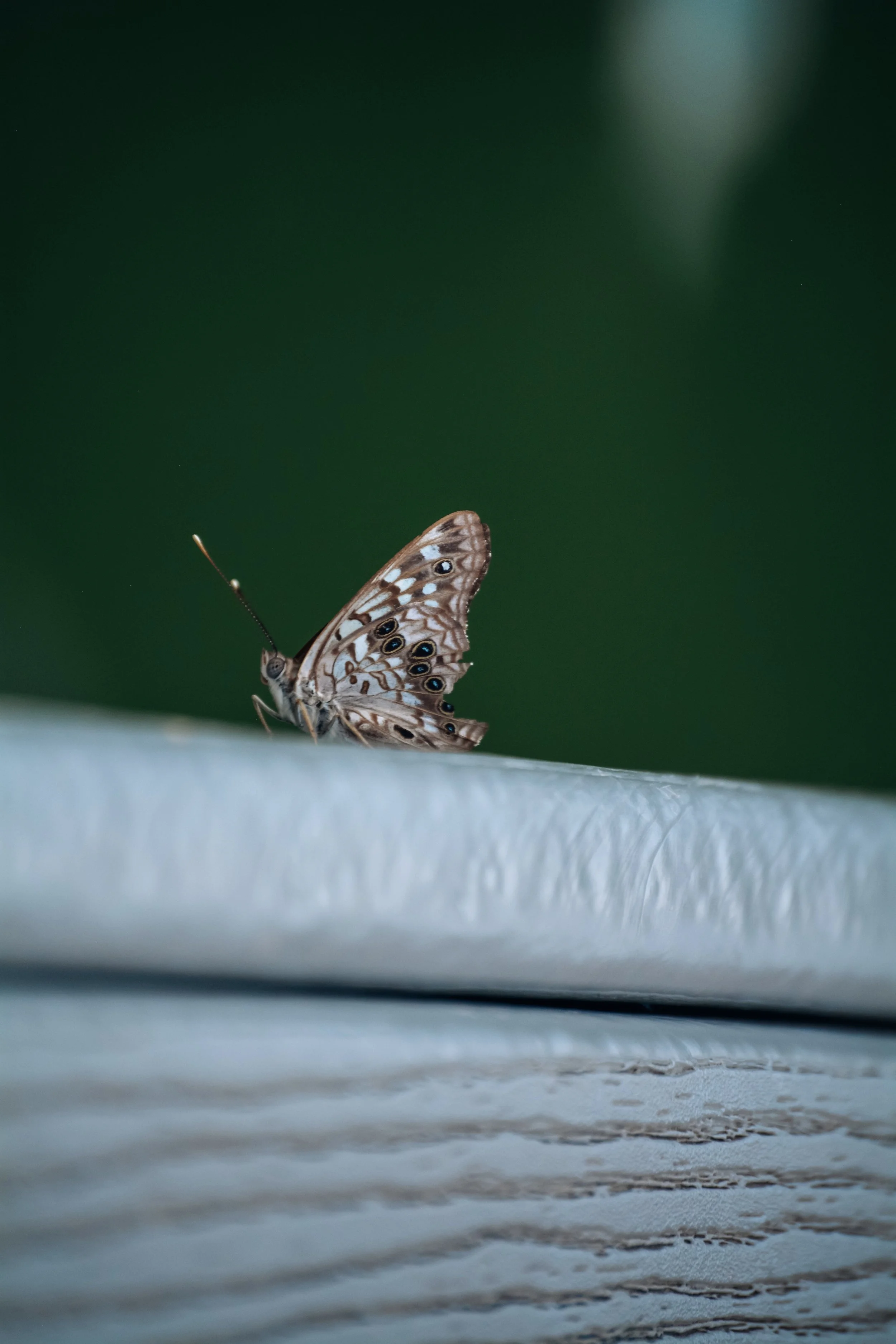 A close-up of a butterfly perched on a surface with green blurred background.