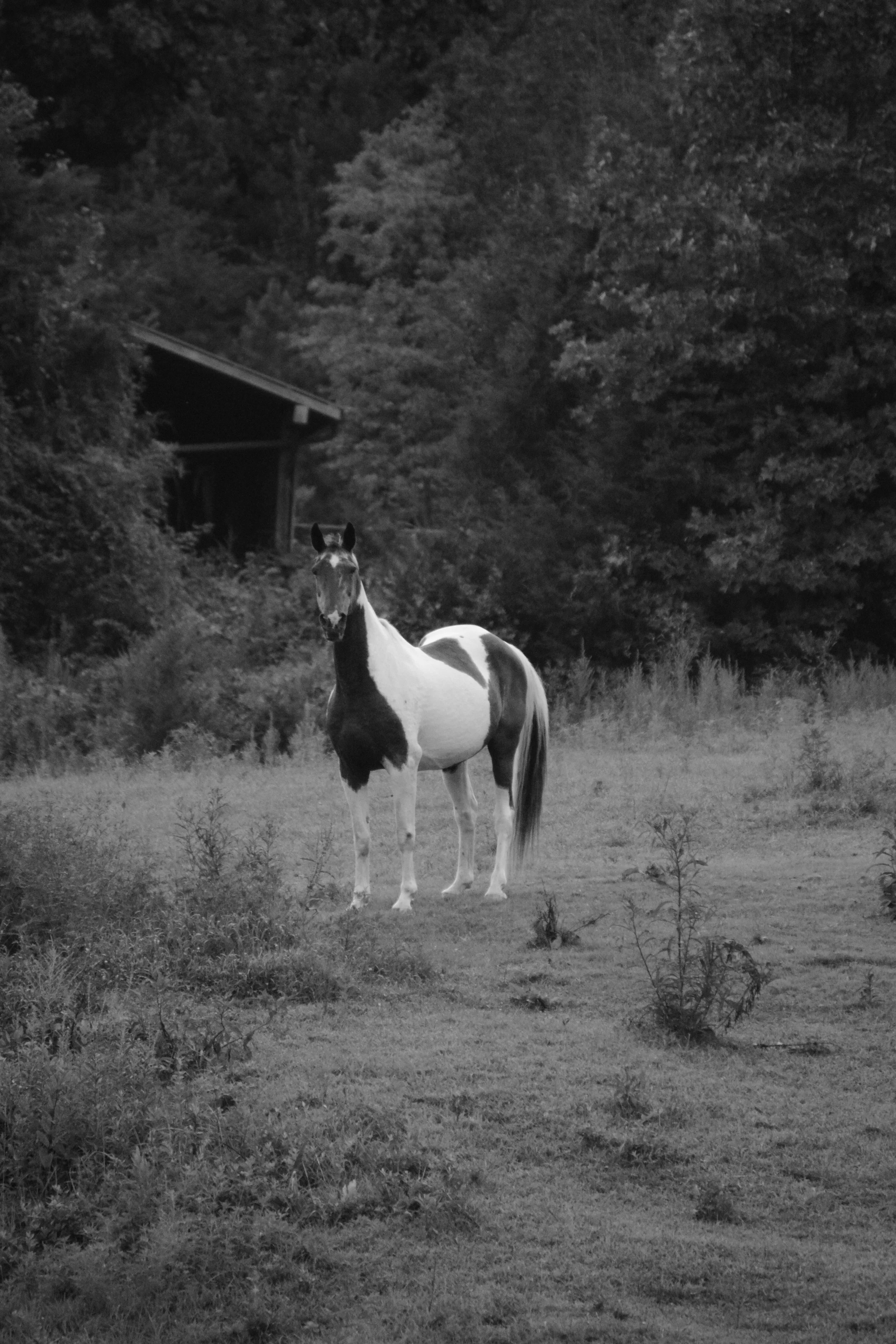 A black and white photo of a horse standing in a grassy field with trees and a wooden structure in the background.