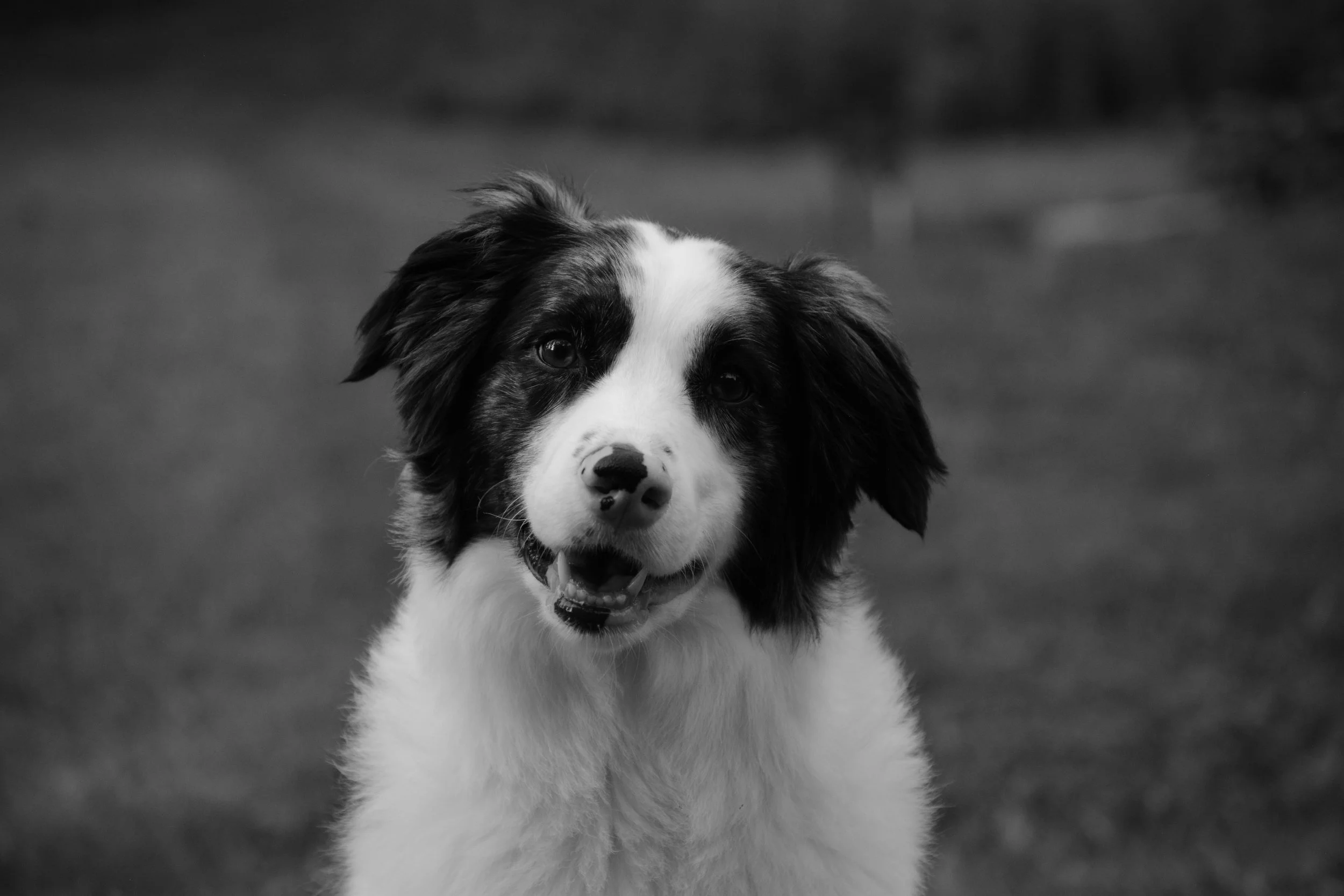 Black and white photo of a Border Collie puppy outdoors, facing the camera with a happy expression.