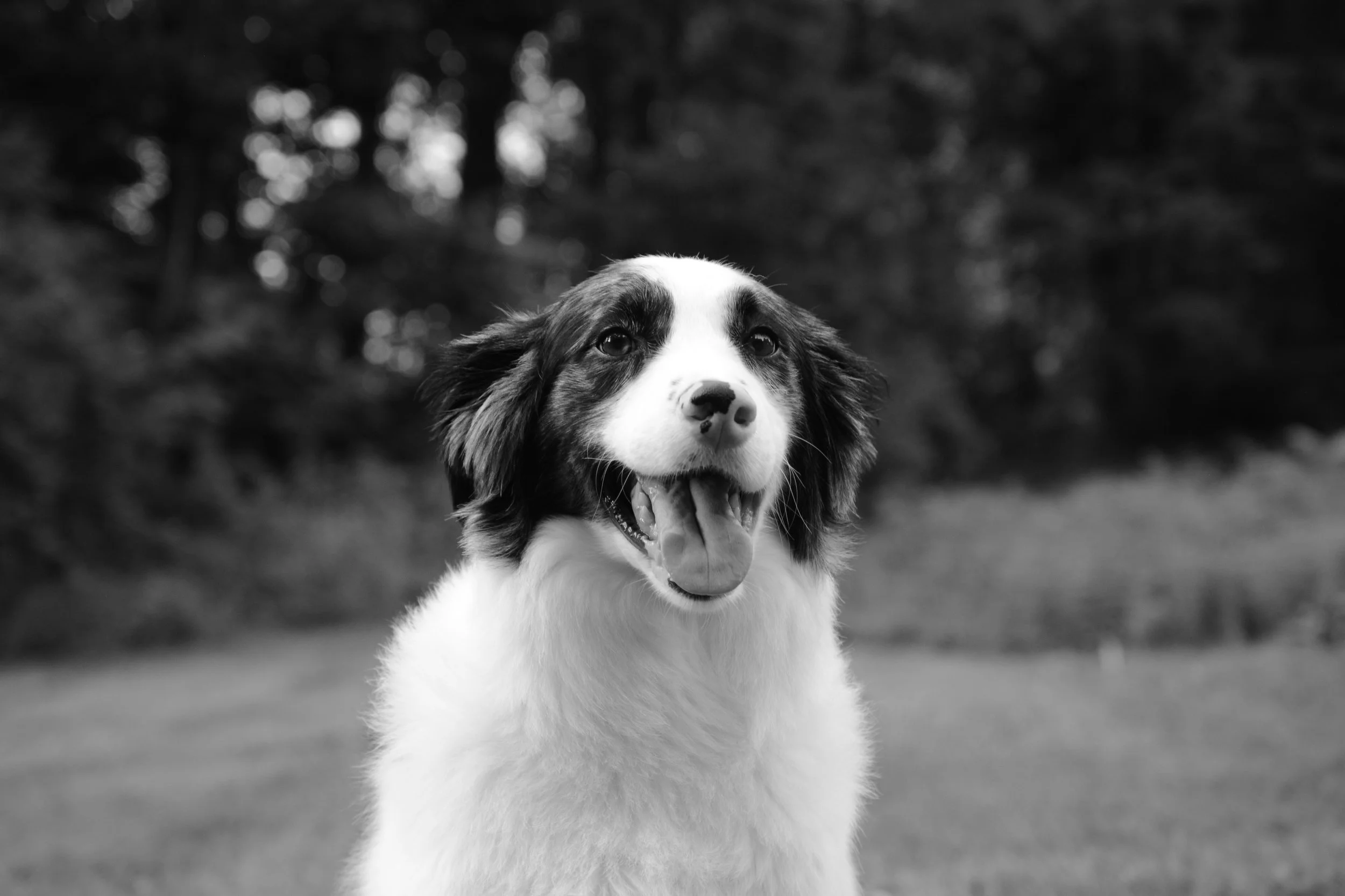 Black and white photograph of a happy dog, possibly an Australian Shepherd, standing outdoors with a blurred background of trees. The dog appears to be smiling with its tongue out and eyes bright.
