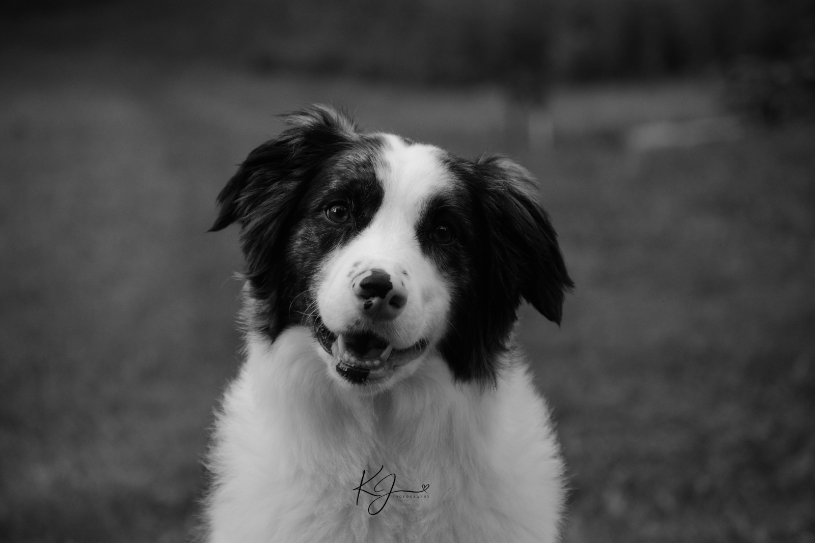 Black and white photo of a Border Collie dog looking at the camera outdoors.