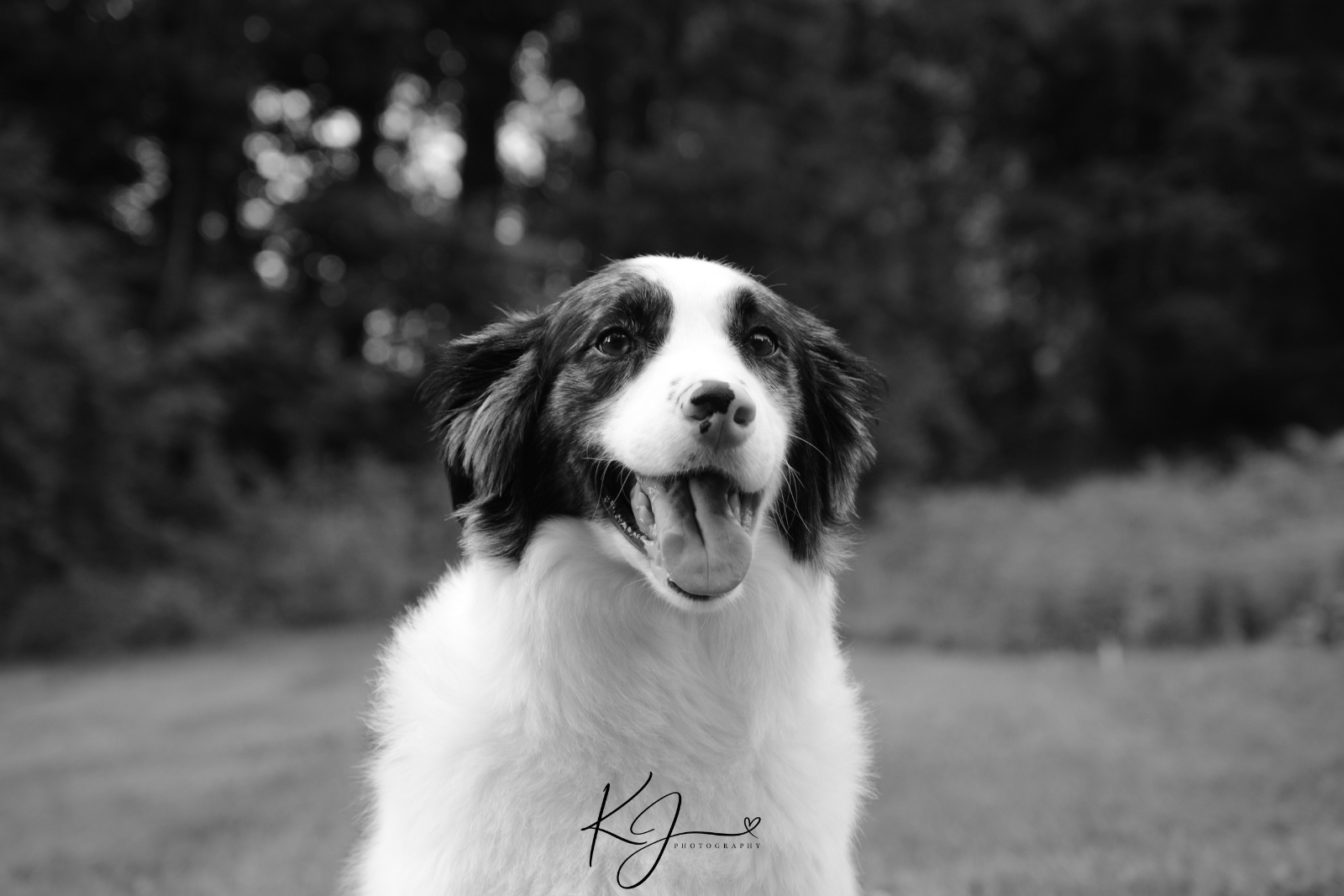 A happy Australian Shepherd dog with a white and black coat, open mouth and tongue out outdoors with blurred trees in the background.