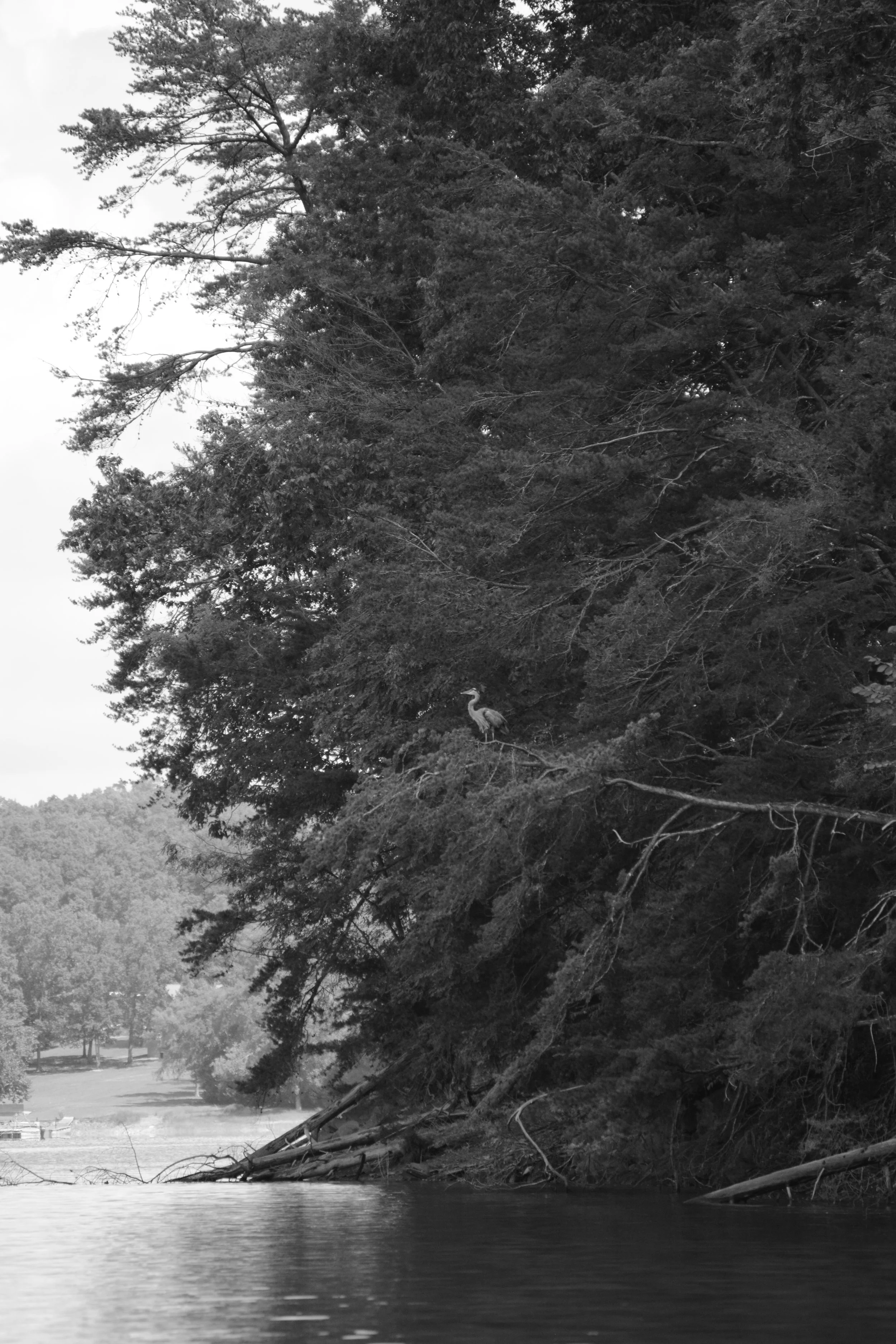 Black and white scene of a large tree leaning over a river, with fallen branches at the water's edge and a hilly forested background.