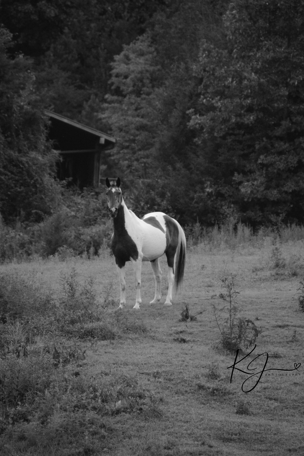 A black and white photo of a horse standing in a field with trees and a wooden structure in the background.