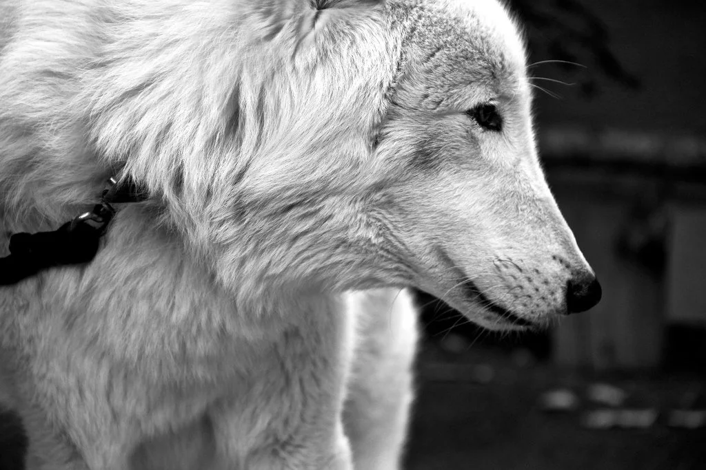 arctic