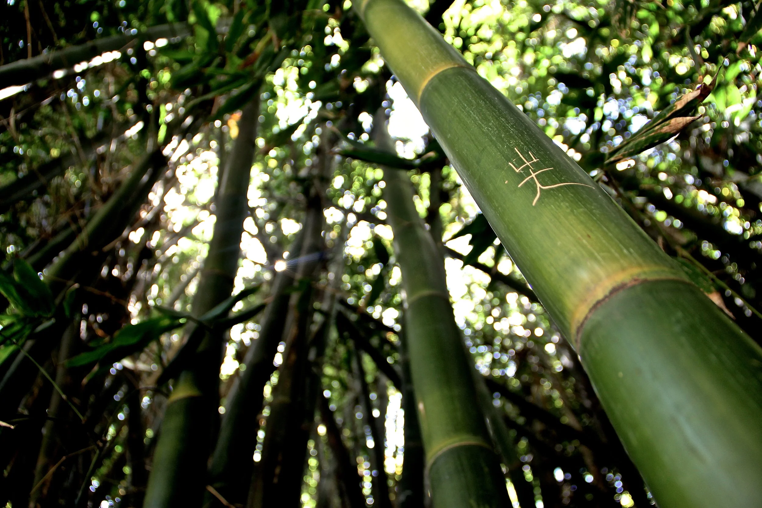 thicket