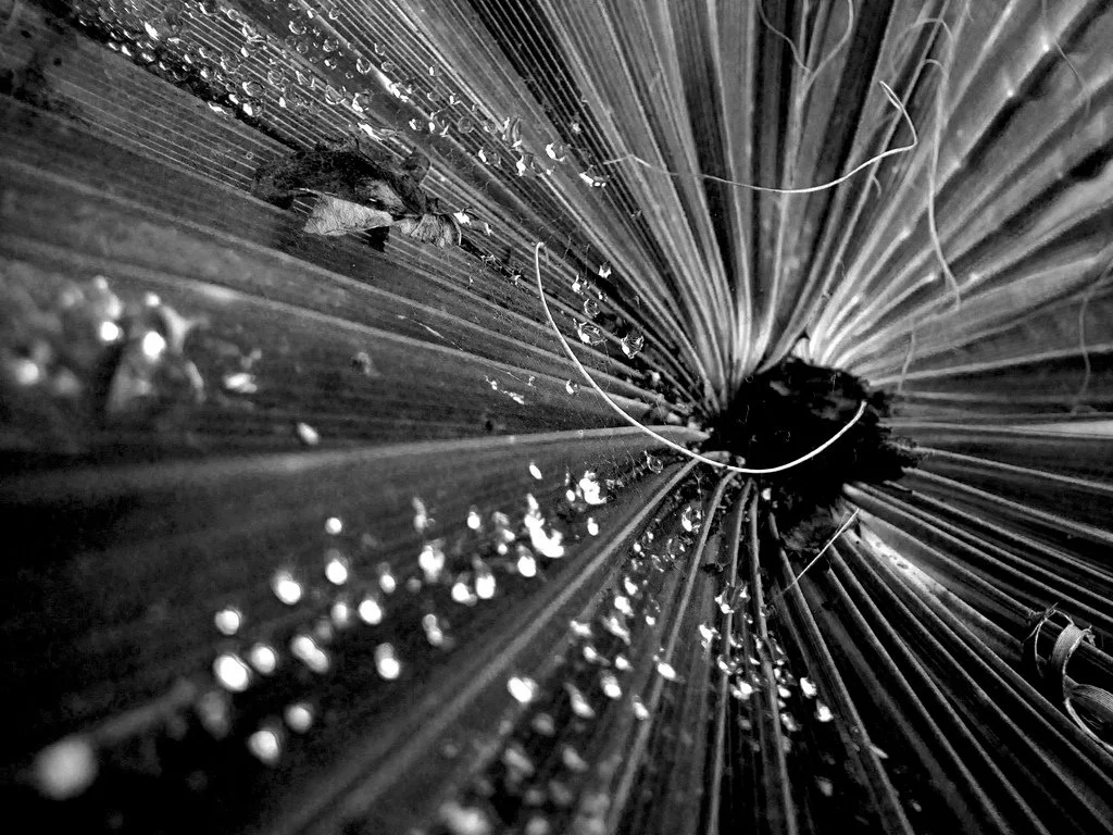 web