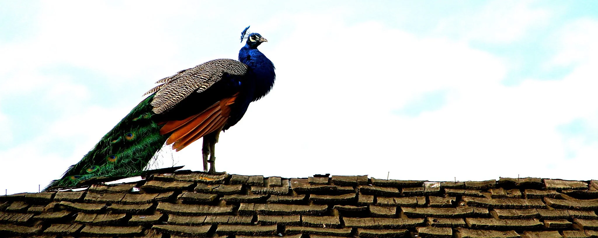 posh rooster