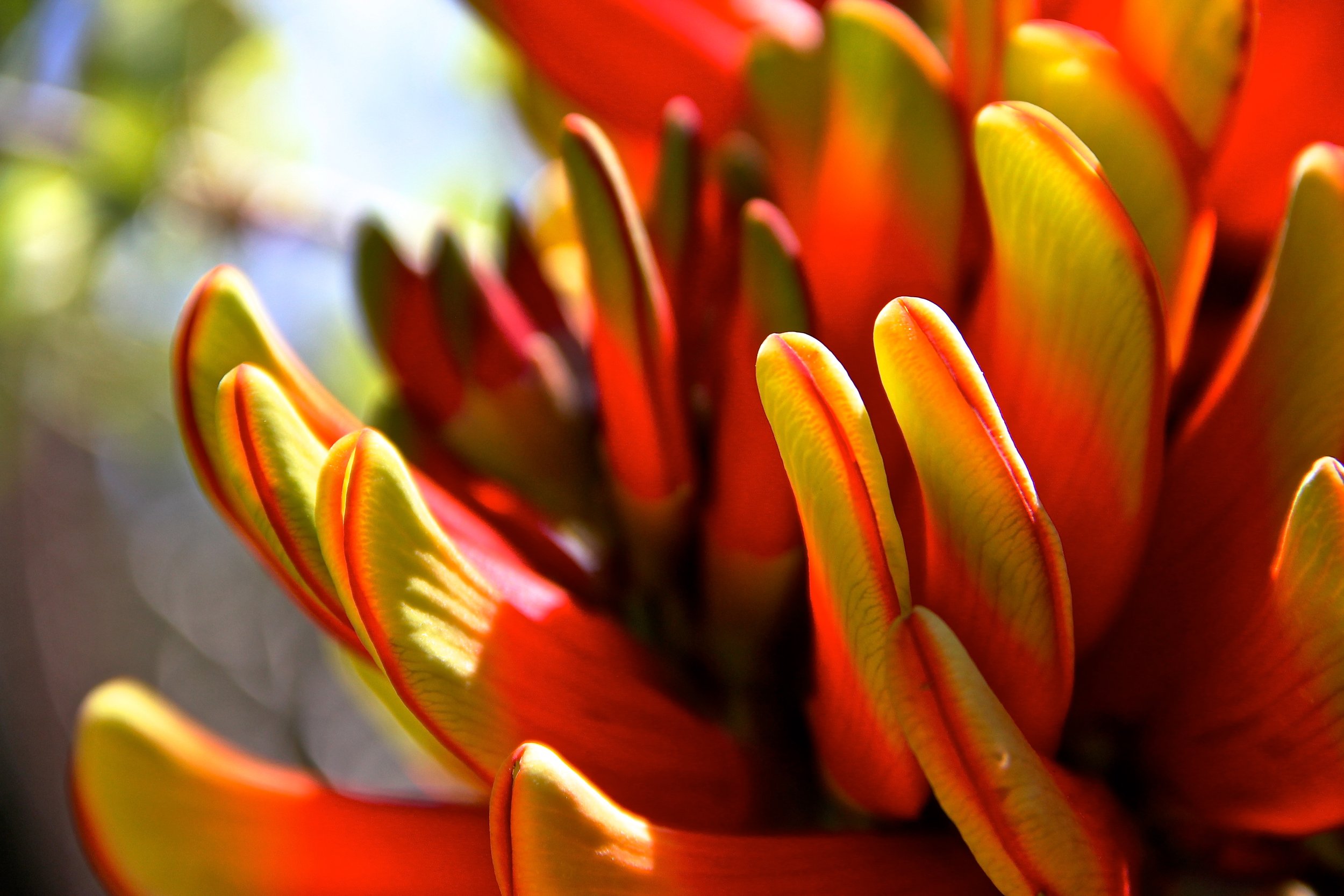 bloom