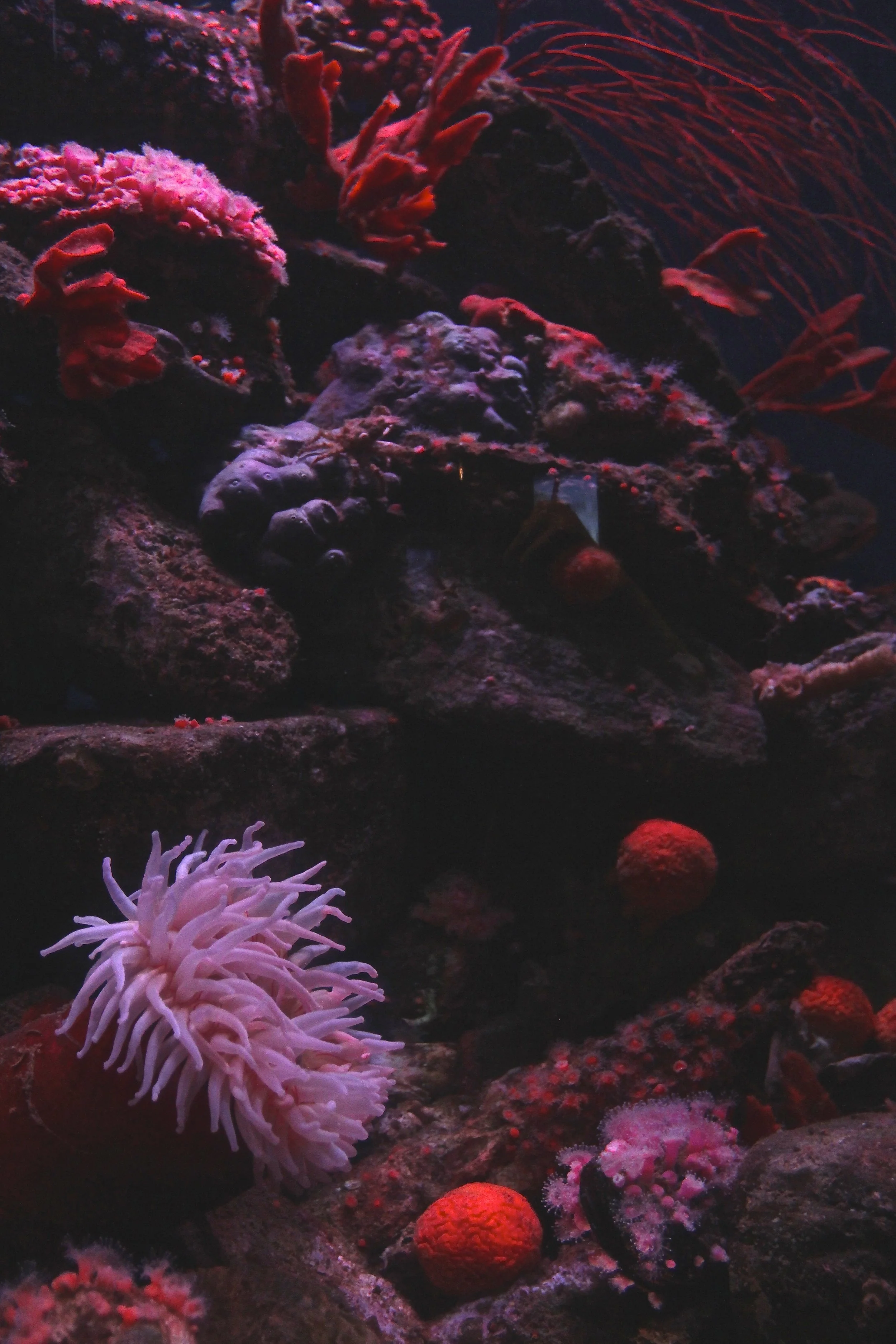 magenta reef