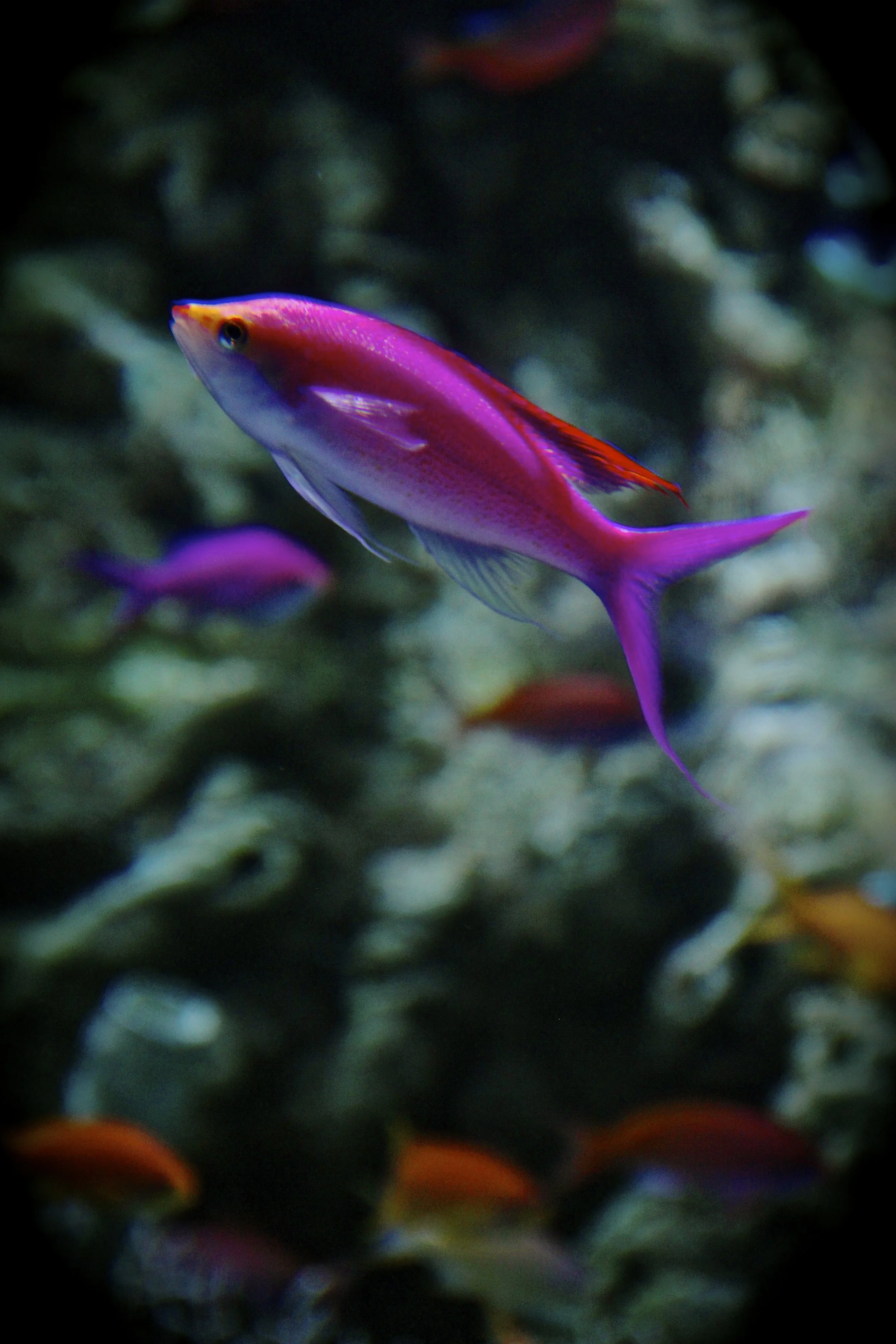 anthias