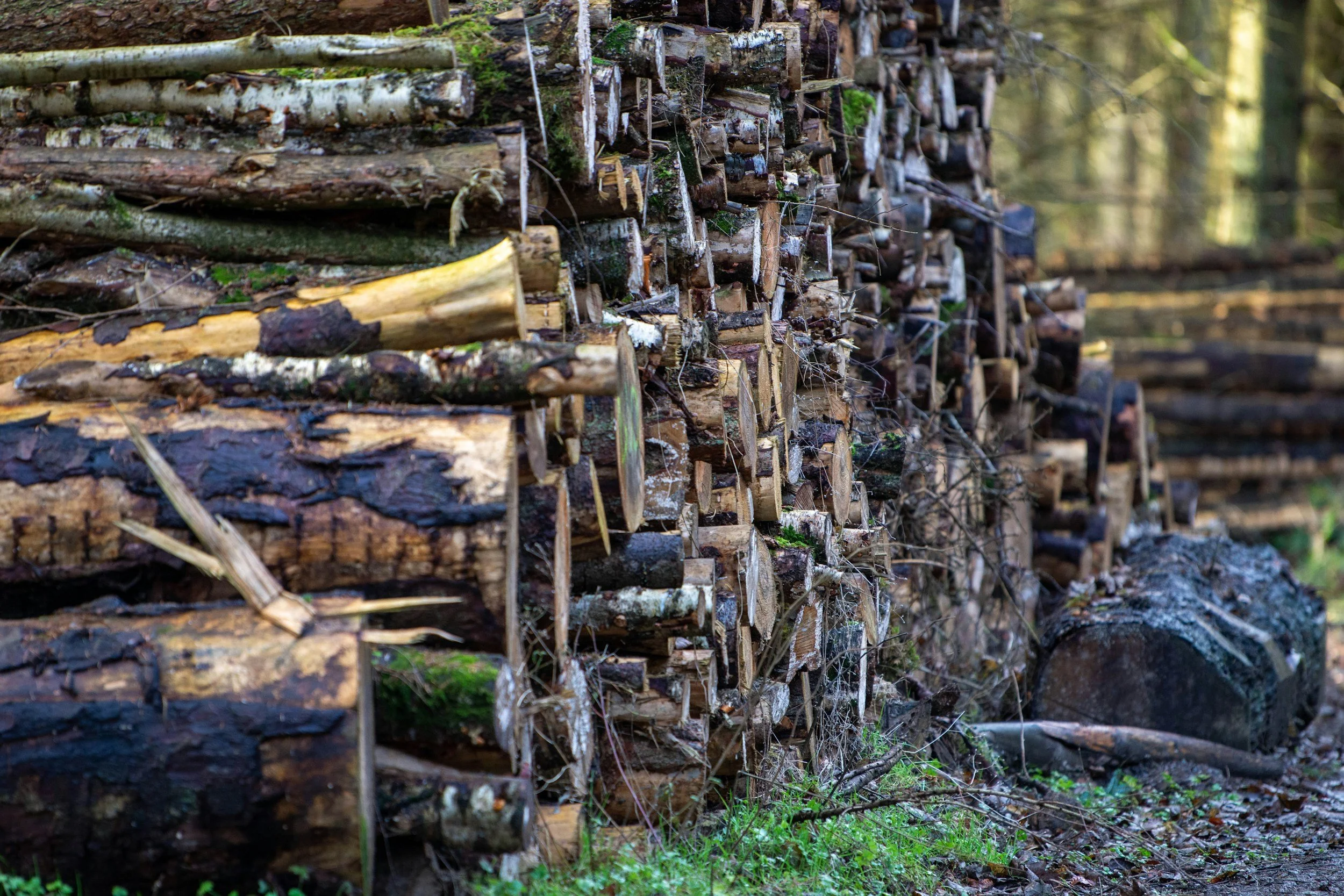 Stacked firewood neatly arranged outdoors in a forested area, with trees in the background and moss on some logs.