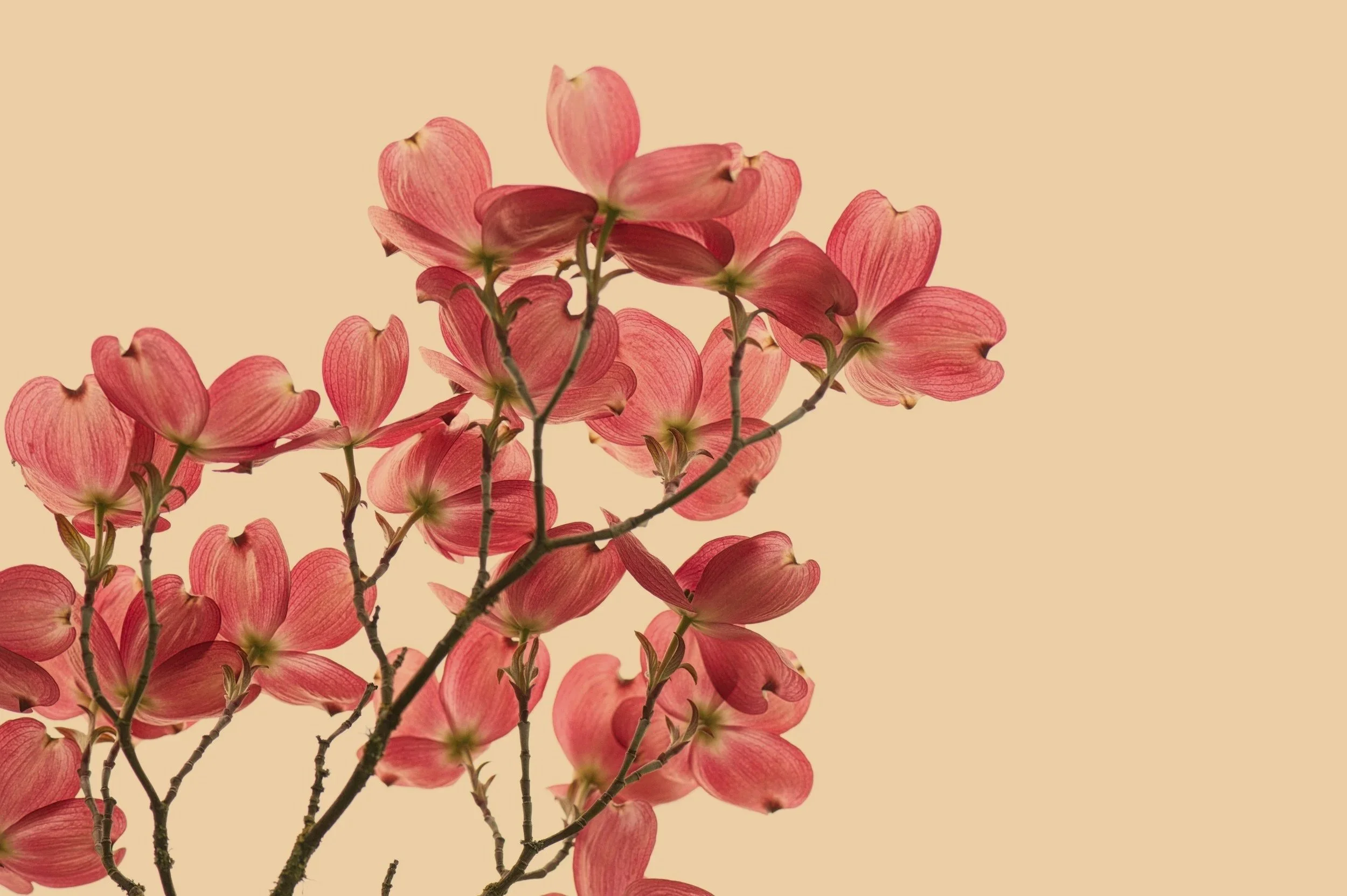 Close-up of pink dogwood flowers against a beige background.