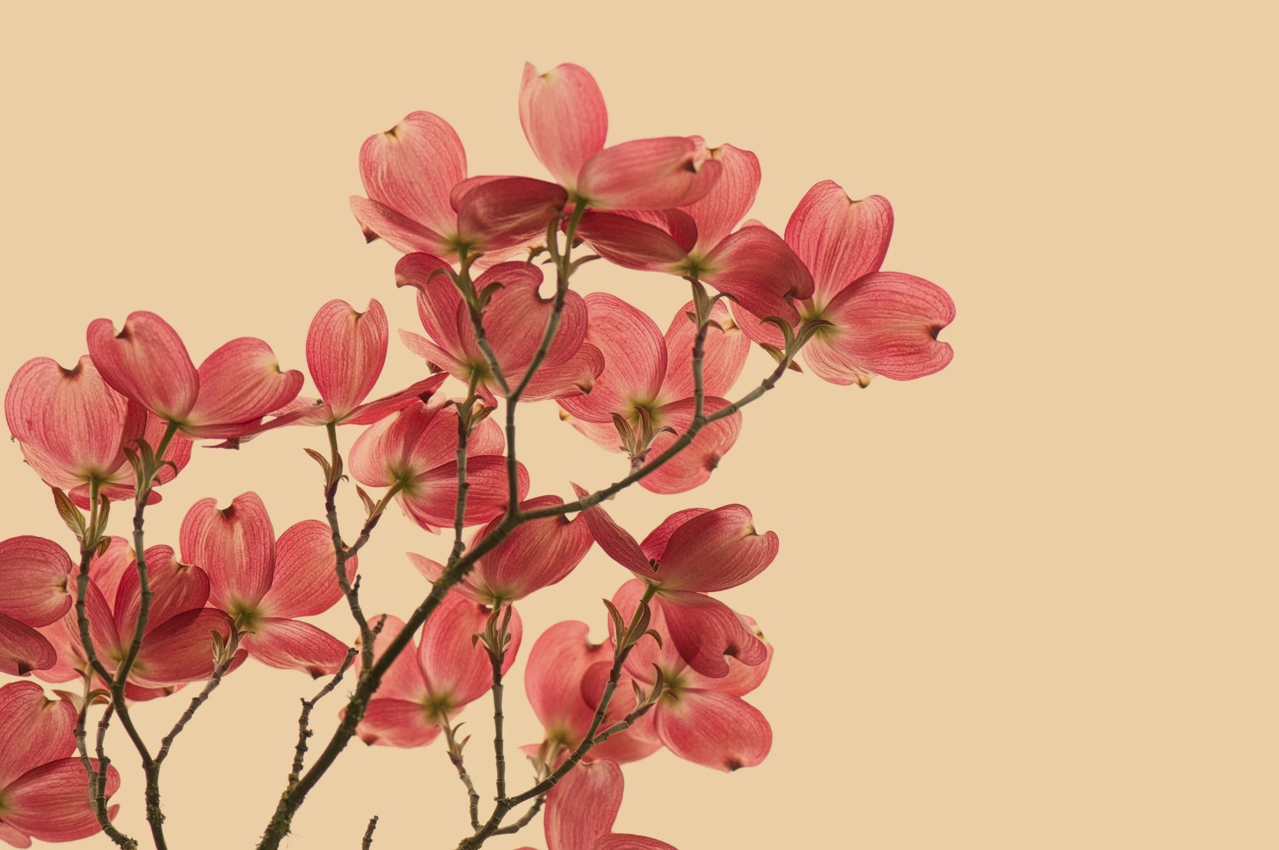 Close-up of pinkish-red flower petals against a beige background.