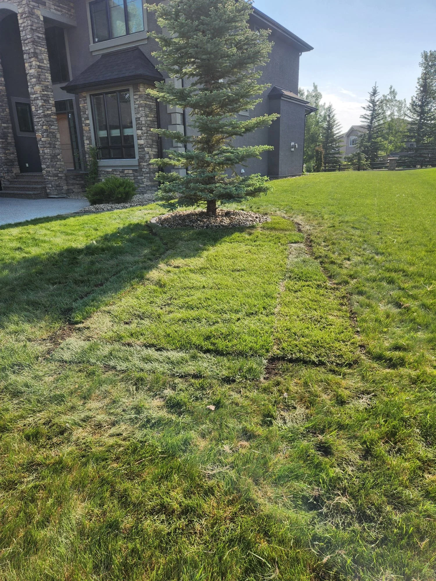 A young evergreen tree planted in a circular bed of small rocks in a grassy yard in front of a modern house with stone and gray exterior walls.