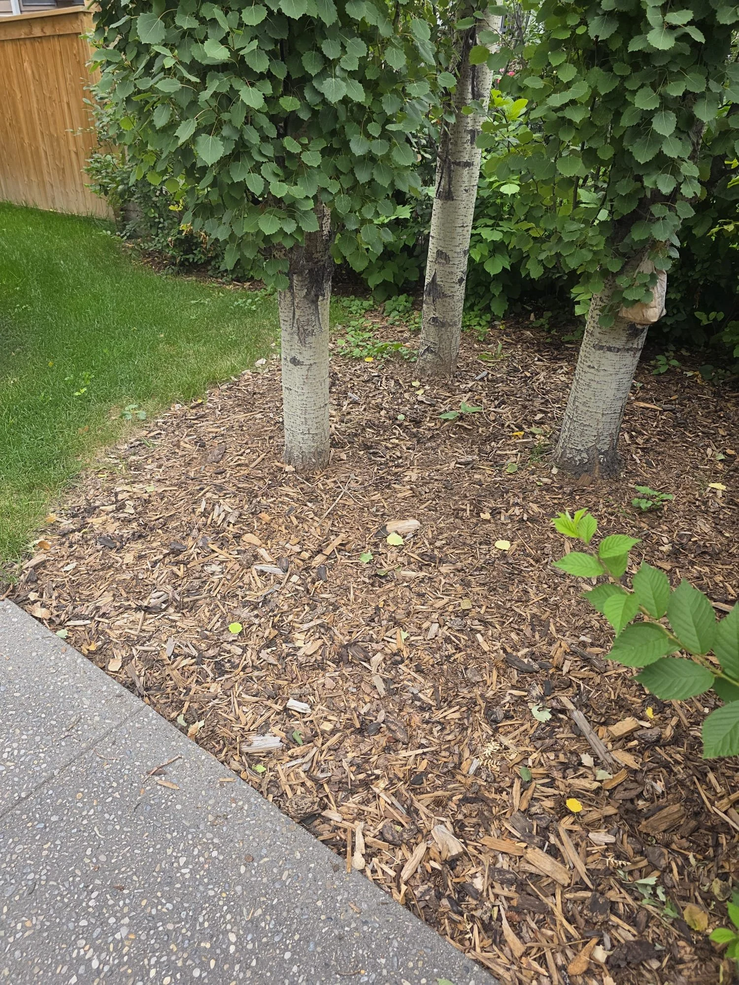 A landscaped garden area with a grass lawn on the left, a mulch bed with trees in the middle, and a gravel pathway in the foreground. A wooden fence borders the top left side.