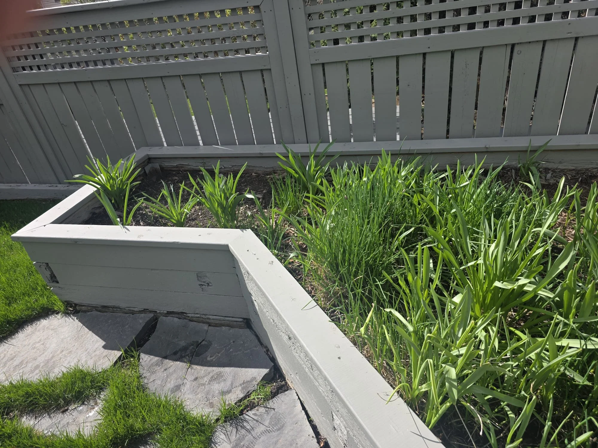 A garden scene with a raised white planter bed filled with green leafy plants, adjacent to a concrete pathway. A gray wooden fence with chipping paint behind the plants encloses the garden area.