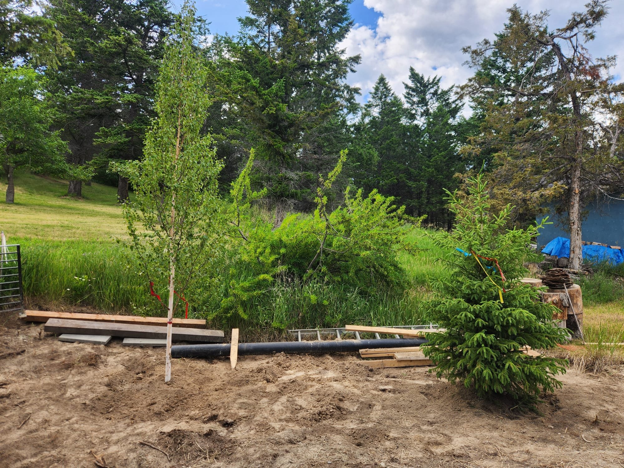 A backyard scene showing a partially constructed deck or patio area with wooden and concrete blocks, a smal young tree, and a lush green forest with tall trees in the background under a partly cloudy sky.
