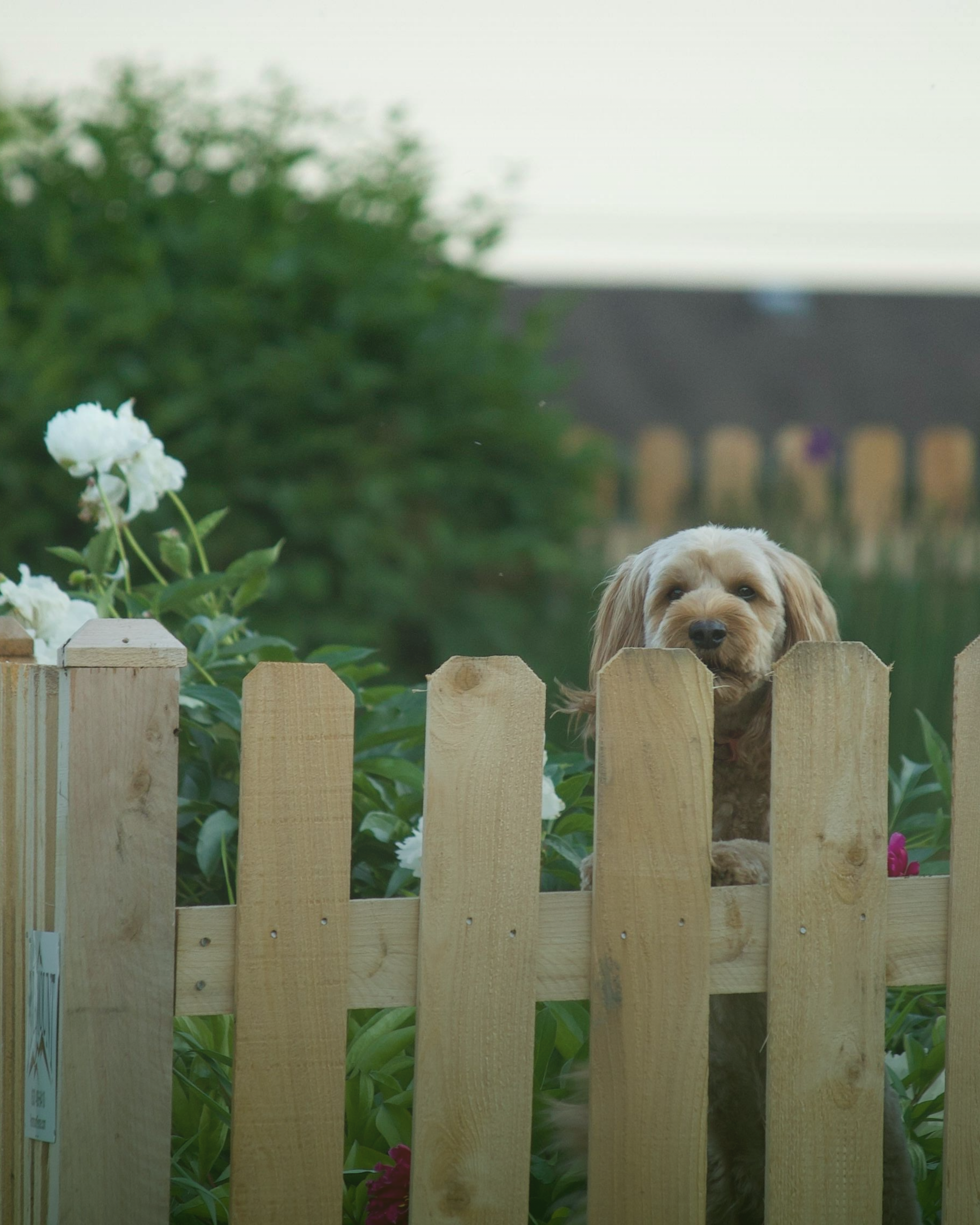 A puppy with light brown fur and darker ears peering over a wooden picket fence, with green foliage and white flowers in the background.