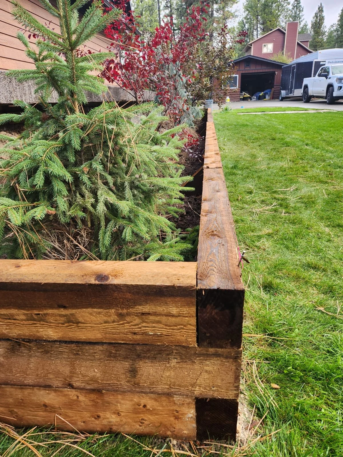 A wooden raised garden bed filled with soil and small evergreen trees or shrubs, with a house and a garage in the background, and a green lawn in the foreground.