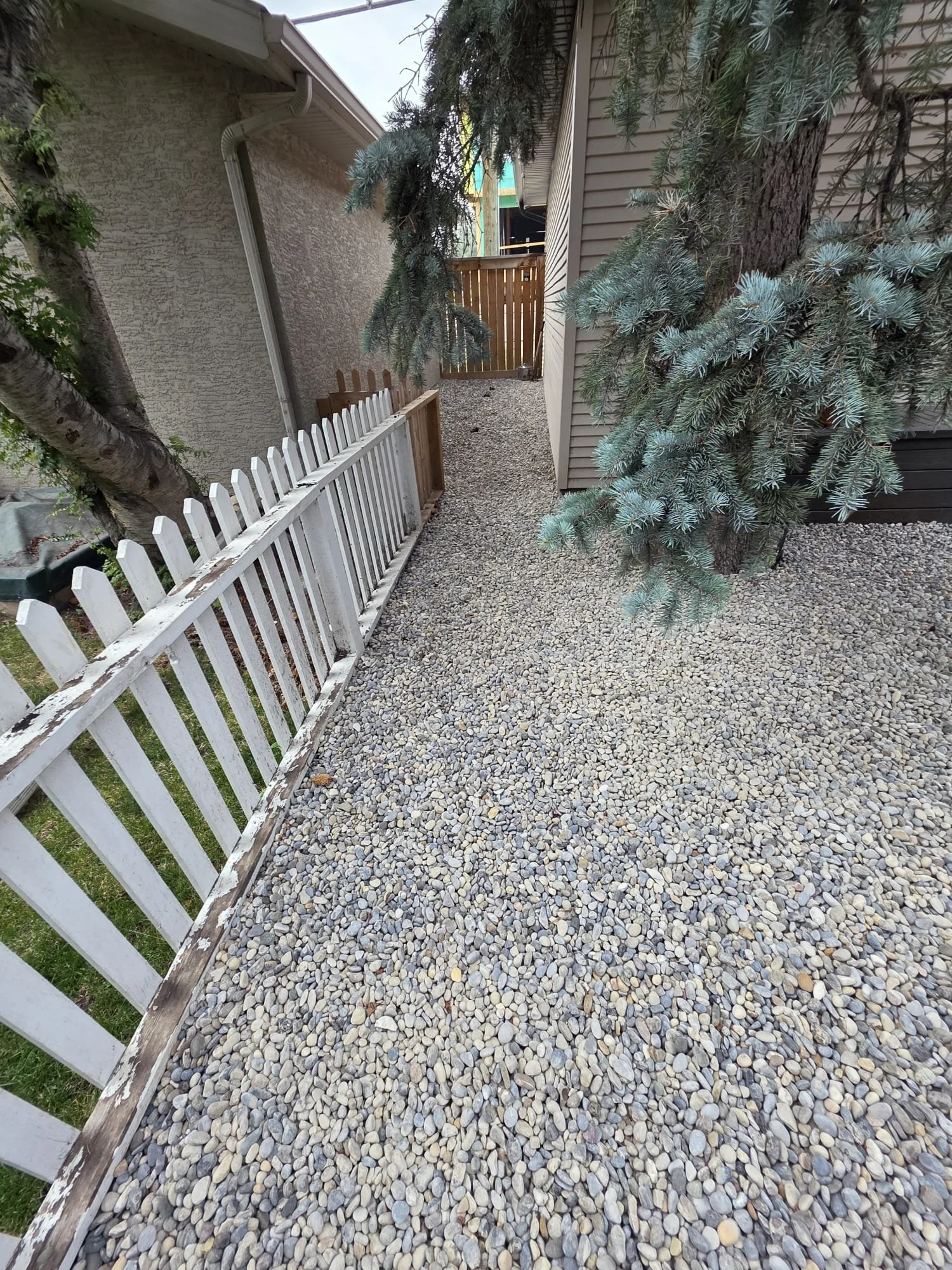 A narrow gravel pathway between two houses, with a white picket fence on the left and siding on the right, and a large evergreen tree with branches extending over the path.