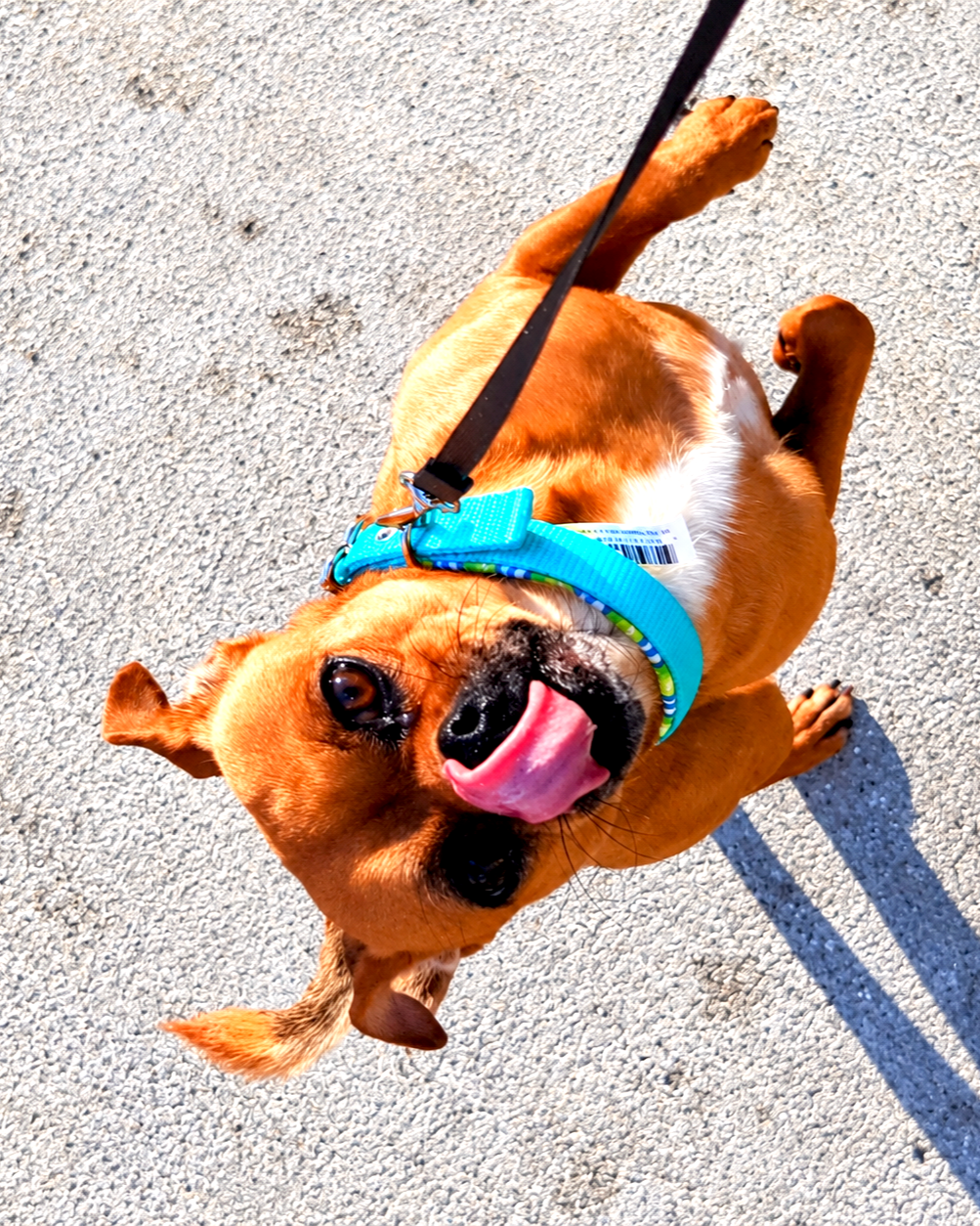 Playful+Chihuahua+rolling+on+pavement.png