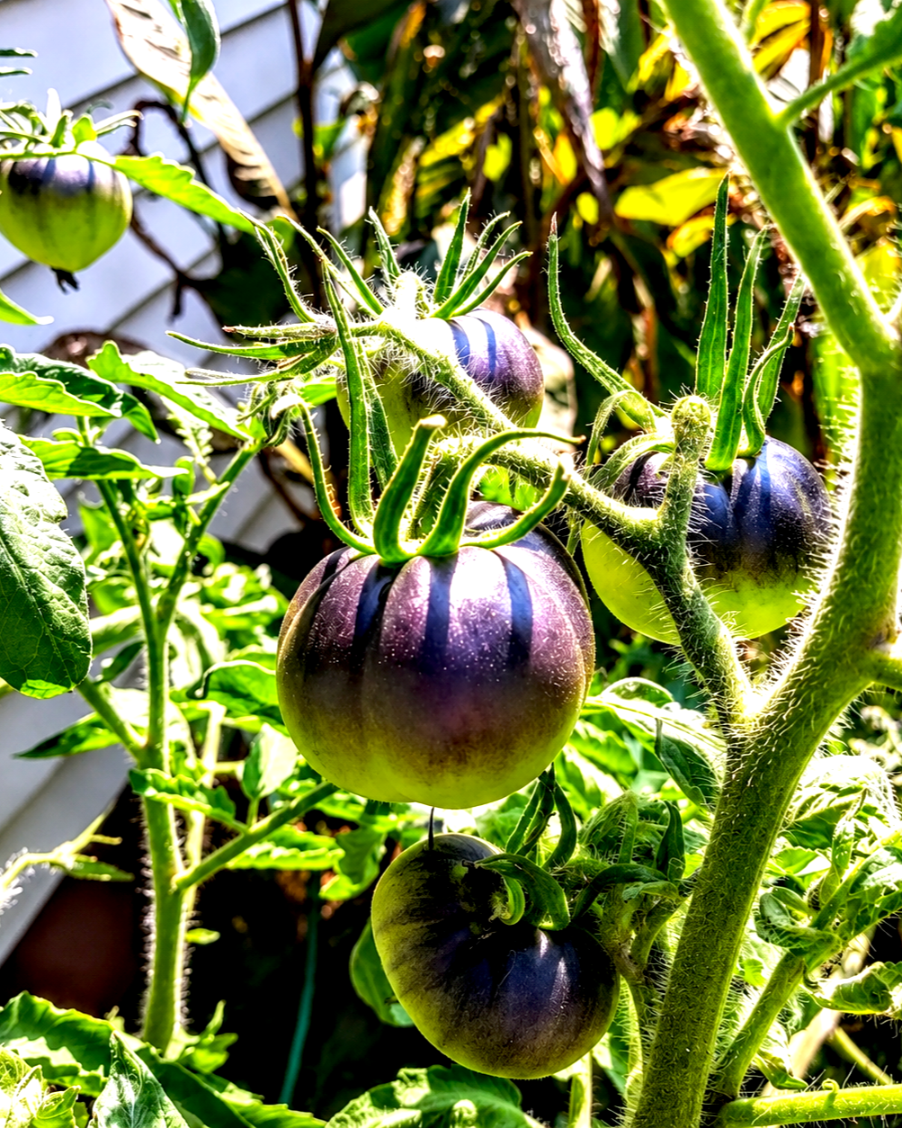 Purple+tomatoes+on+a+healthy+vine.png