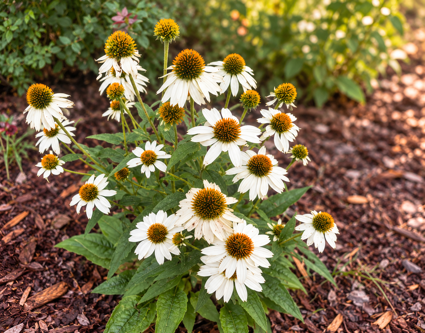 Warm Coneflowers in an Imperfect Garden.png