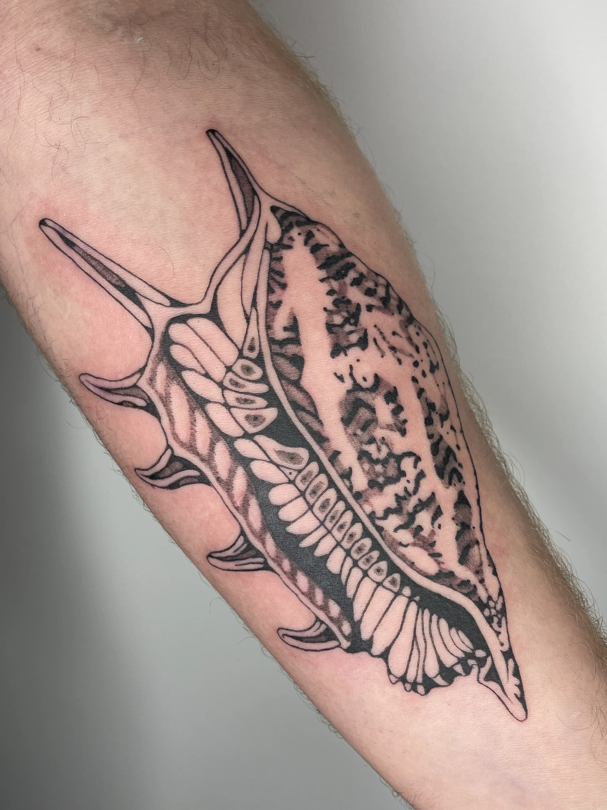 A tattoo of a conch shell on a person's arm.