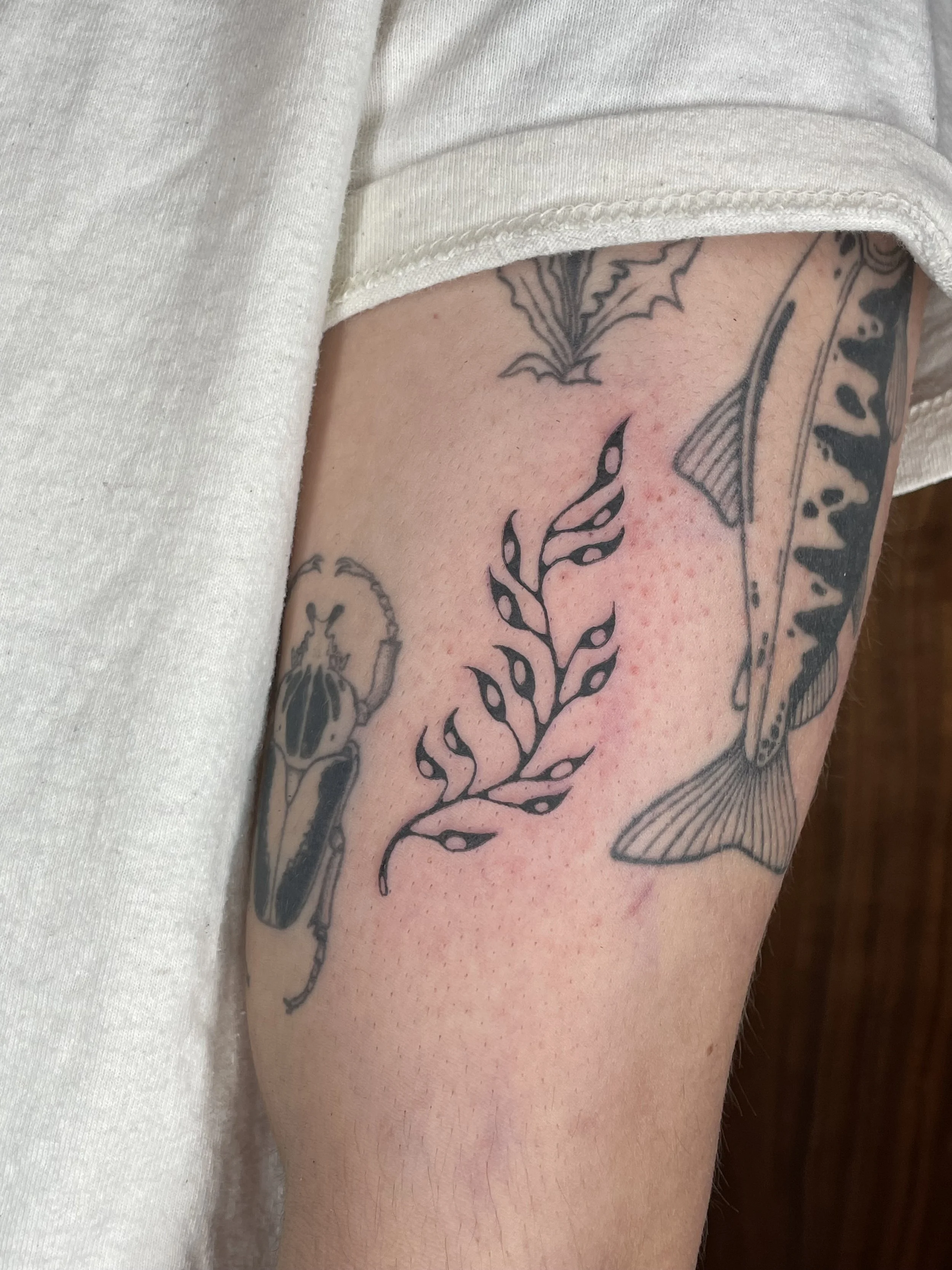 Close-up of a person's upper arm showing multiple tattoos, including a leafless plant, a butterfly, and other designs, with a white shirt sleeve partially visible.