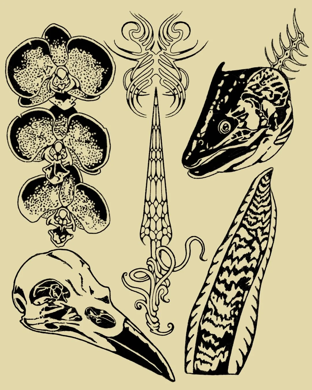 Black and beige line art illustration of various animal skulls and insect parts, including a bird skull, insect antennae, a fish head, owl butterflies, and other insect and animal features.