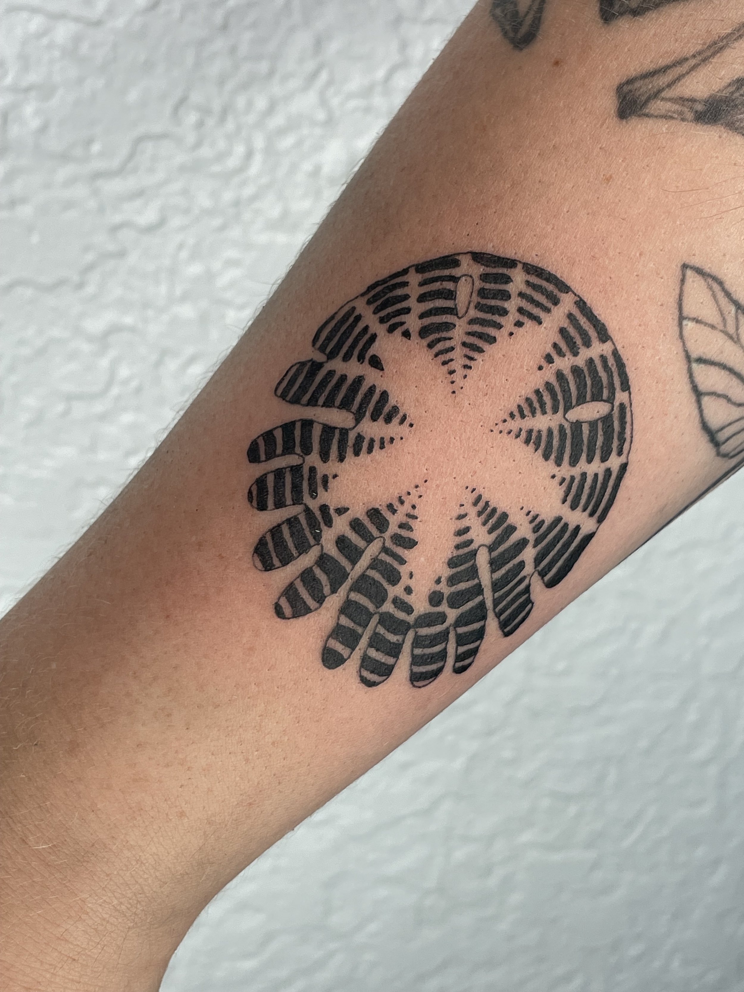 Tattoo of a sand dollar on a person's arm with a textured white background.