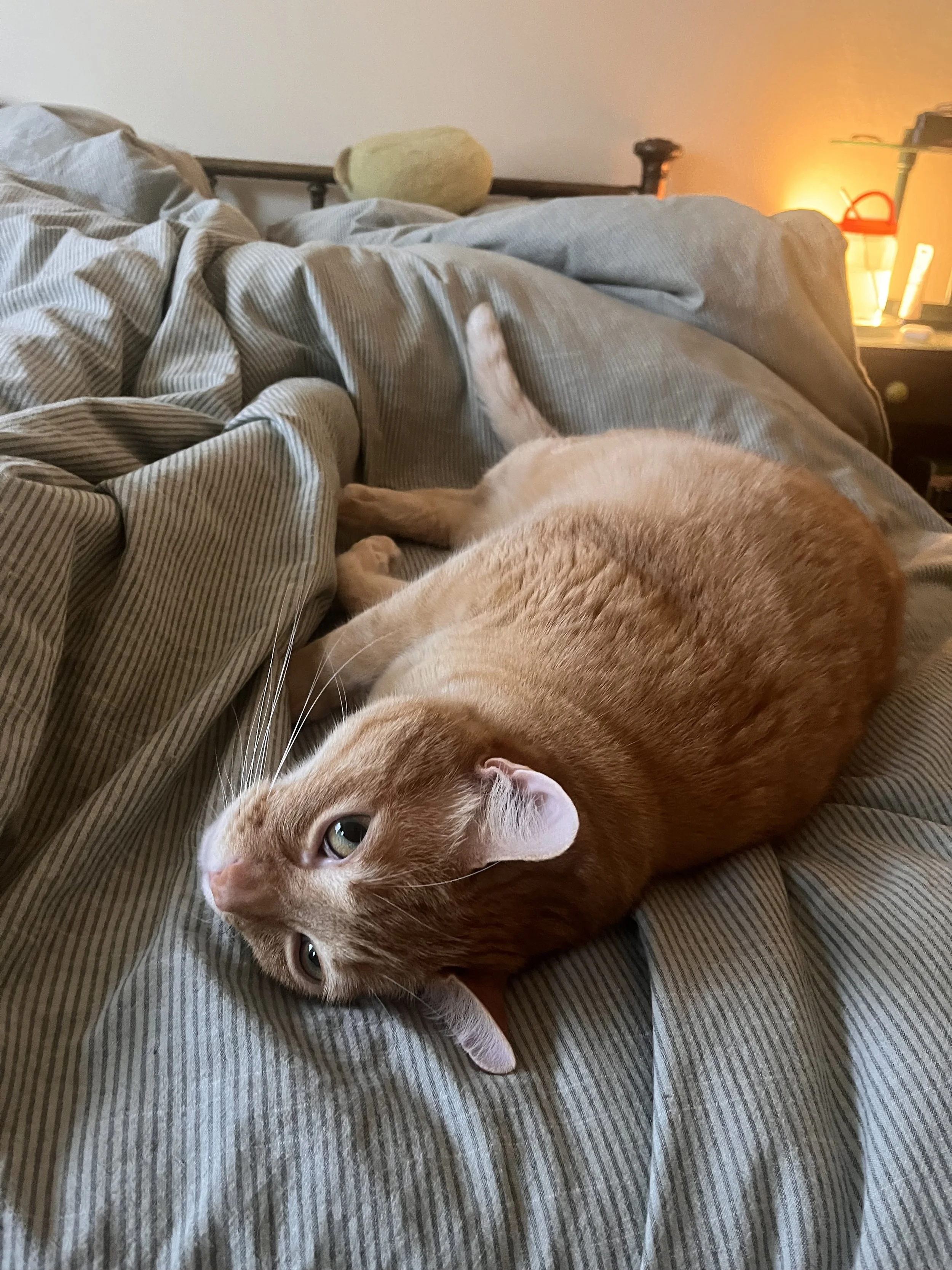 A ginger cat with white markings lying on a bed with striped sheets and a green fleece blanket. In the background, there is a nightstand with a lamp emitting warm light and a small orange-colored object.