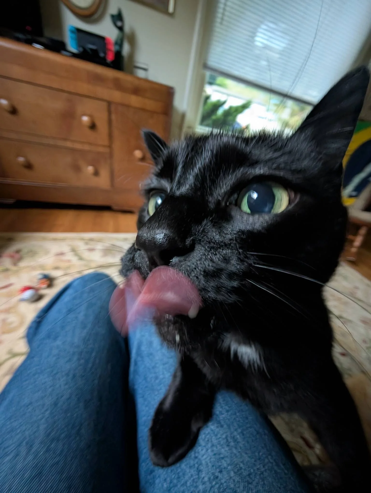 Close-up of a black cat with green eyes licking a person's knee while sitting on a blue carpeted floor in a living room.