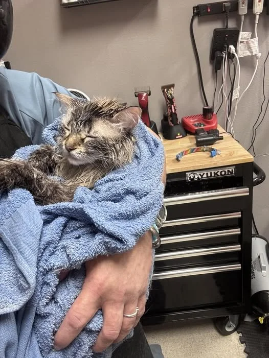 cat.jpg