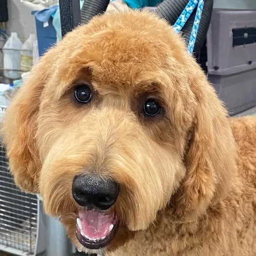 work dog 3.jpg