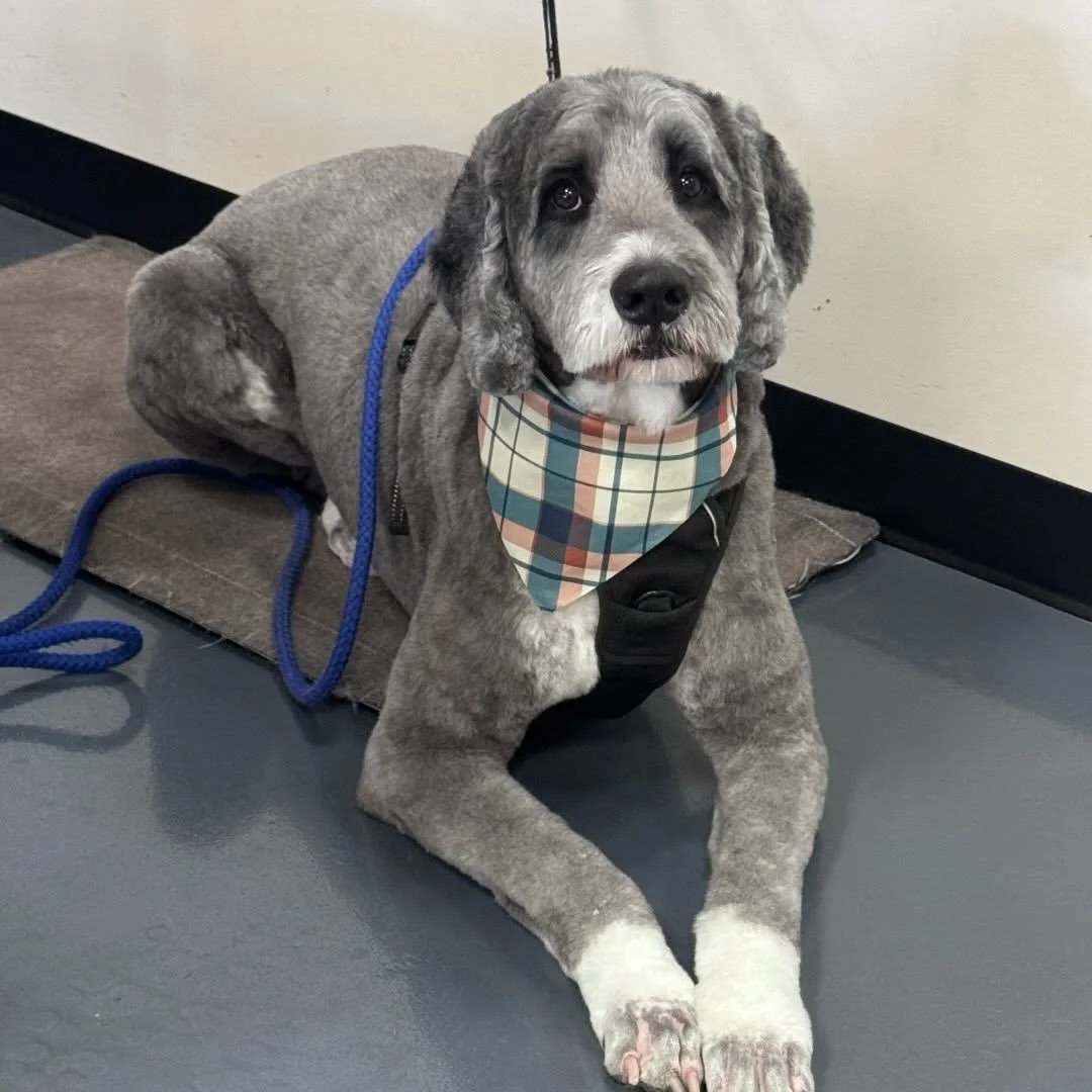 work dog 5.jpg