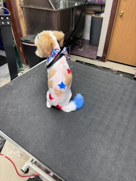 work dog 4.jpg