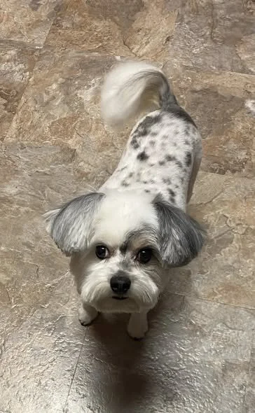 work dog 2.jpg