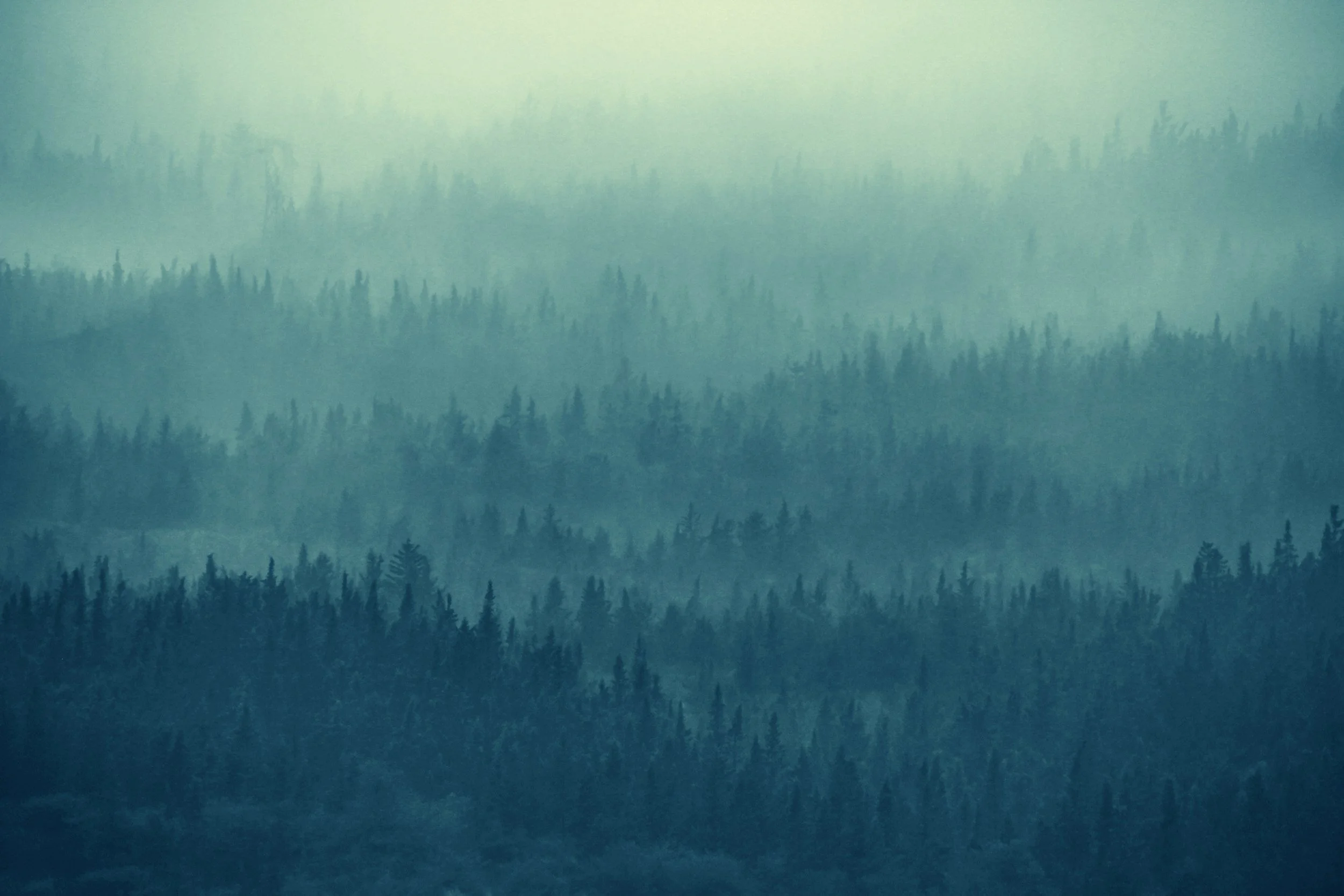 Mist-covered pine forest with trees fading into distance, muted green and blue tones.