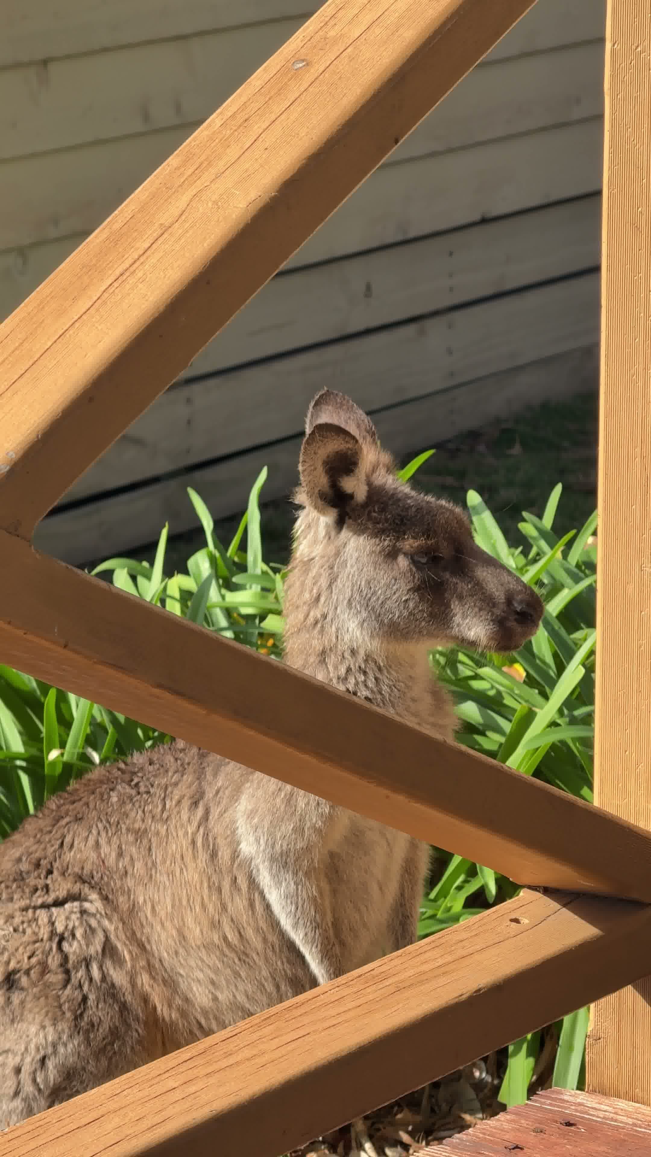 Side view of a kangaroo sitting on the ground behind a wooden railing with green plants in the background.