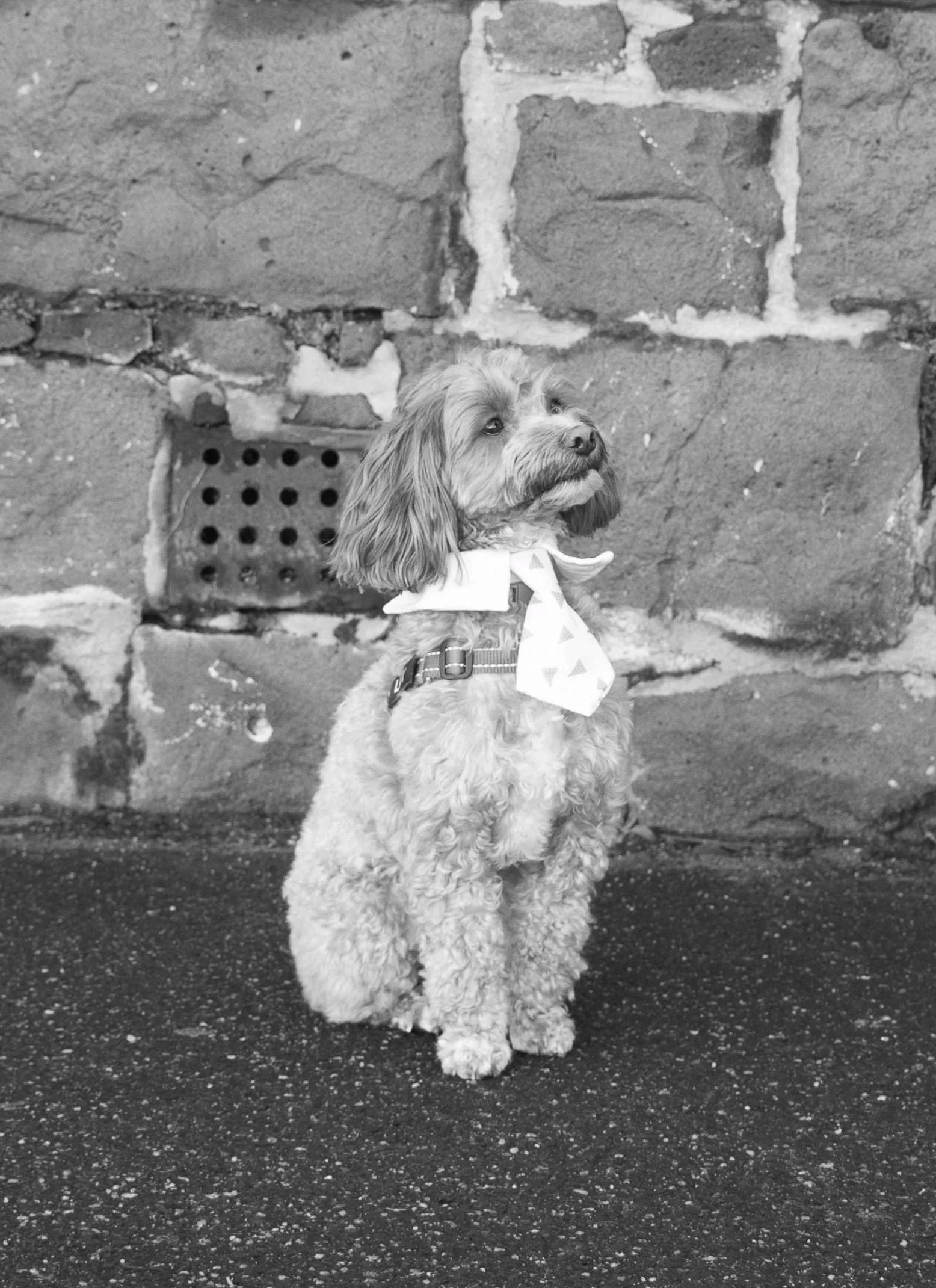 Photo of Lily the Dog