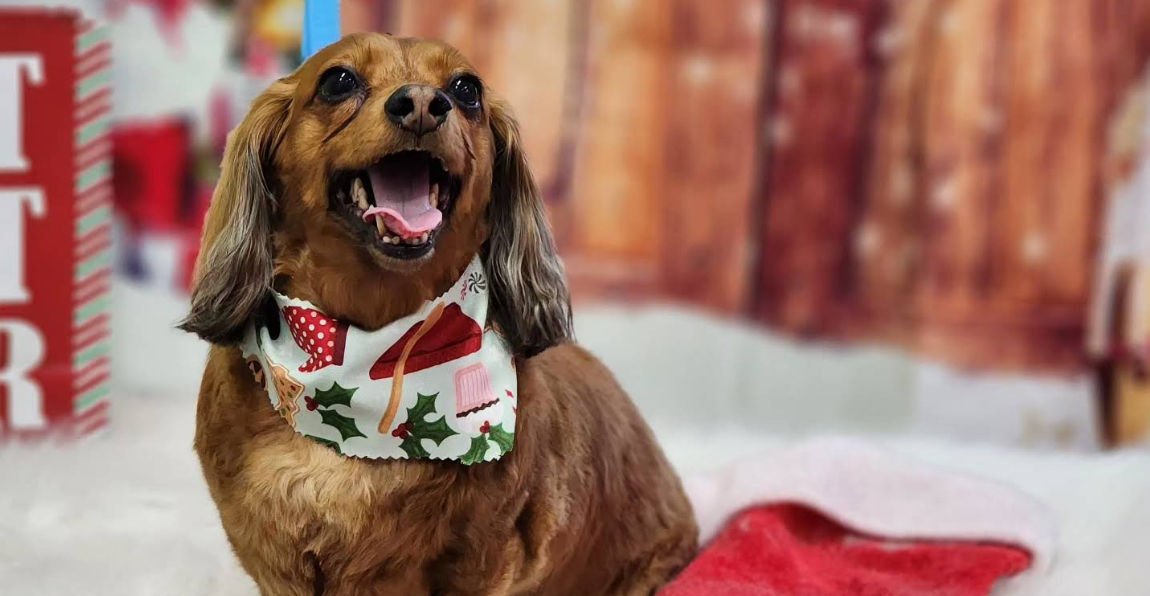 A cheerful brown dog with long ears, wearing a holiday-themed bandana with holly and Christmas ornaments, sitting on a white surface with Christmas decorations in the background.